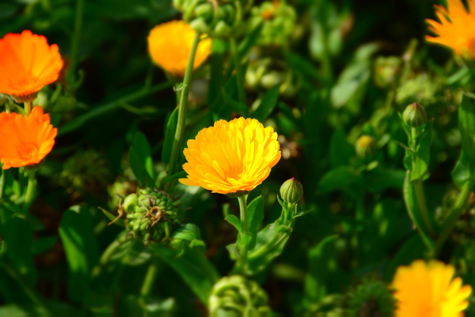 Nikon D7100 sample photo. Flower, nature, yellow photography