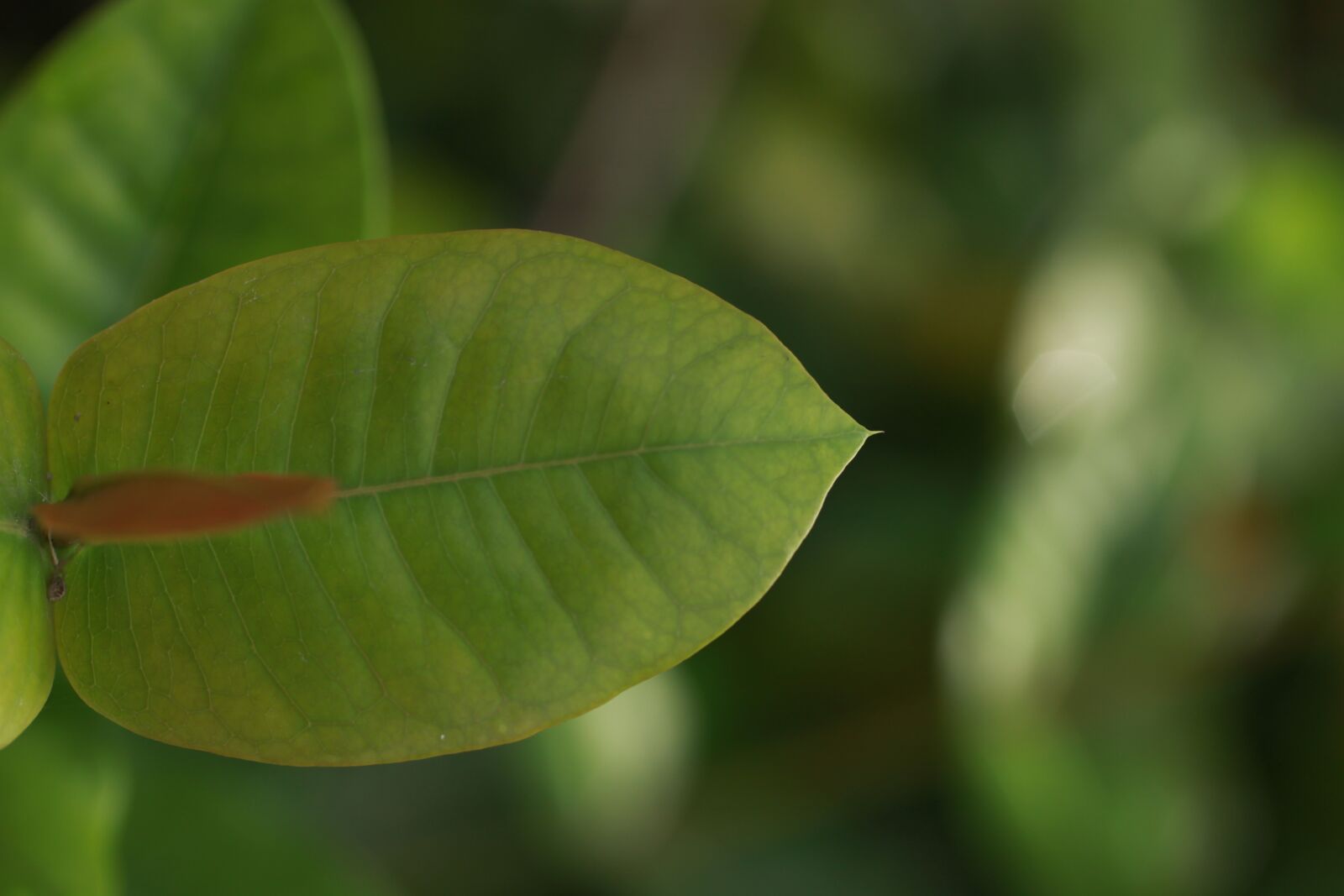 Canon EOS 50D sample photo. Green, nature, green leaves photography