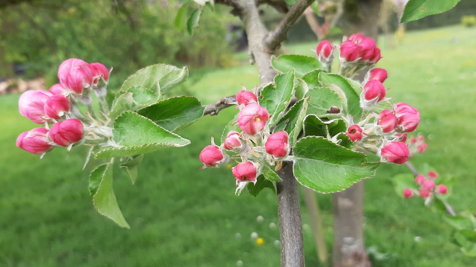 Samsung Galaxy A50 sample photo. Spring, apple, flowers photography