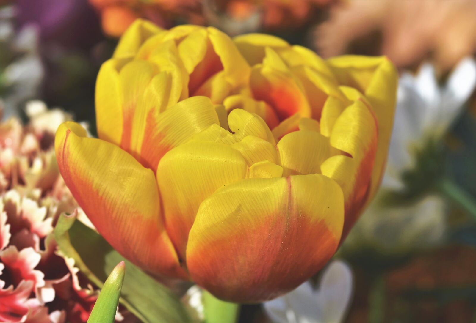 Nikon D7200 sample photo. Tulip, tulpenbluete, tulip field photography