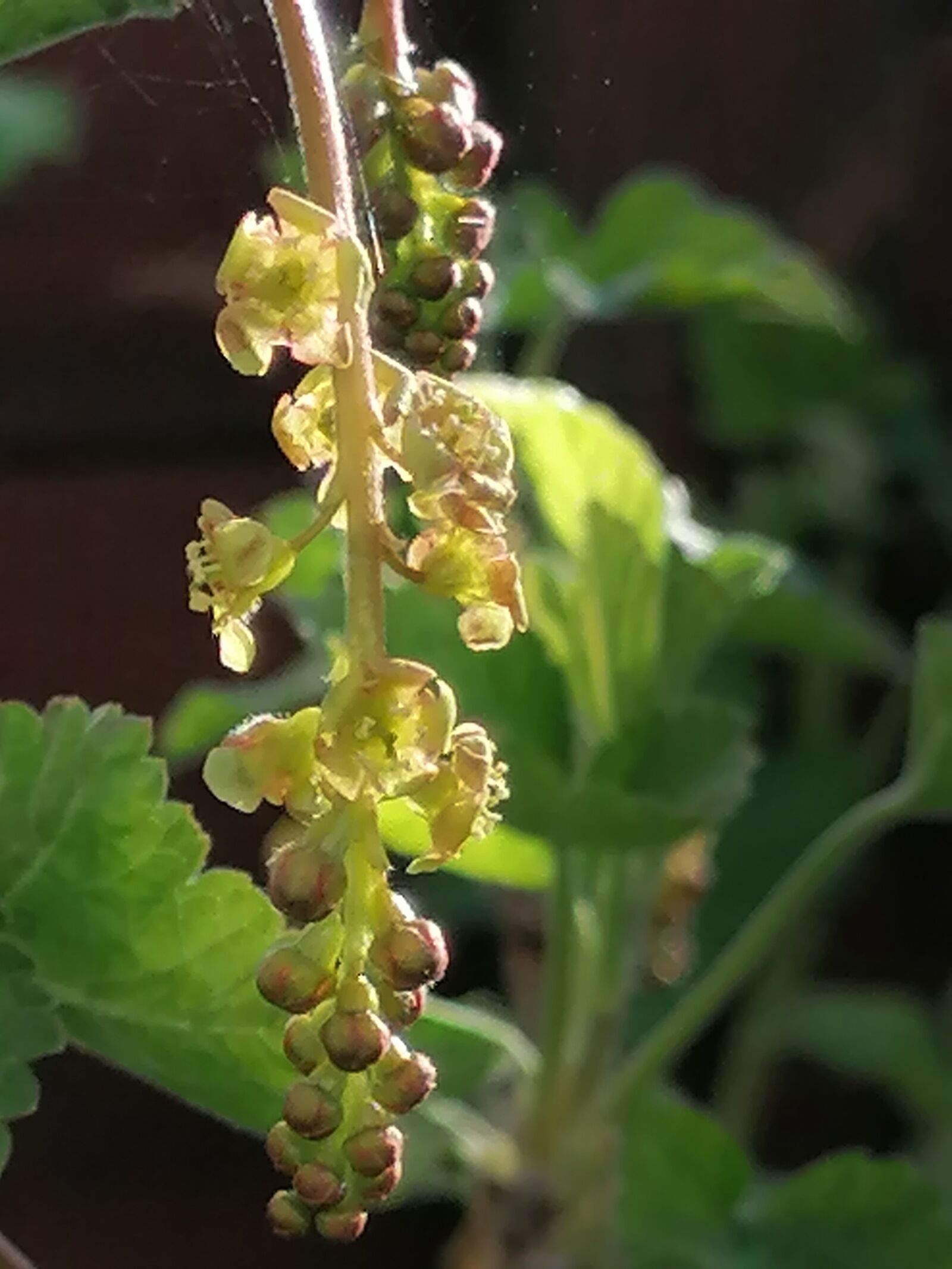 HUAWEI P30 LITE sample photo. Spring, garden, first steps photography