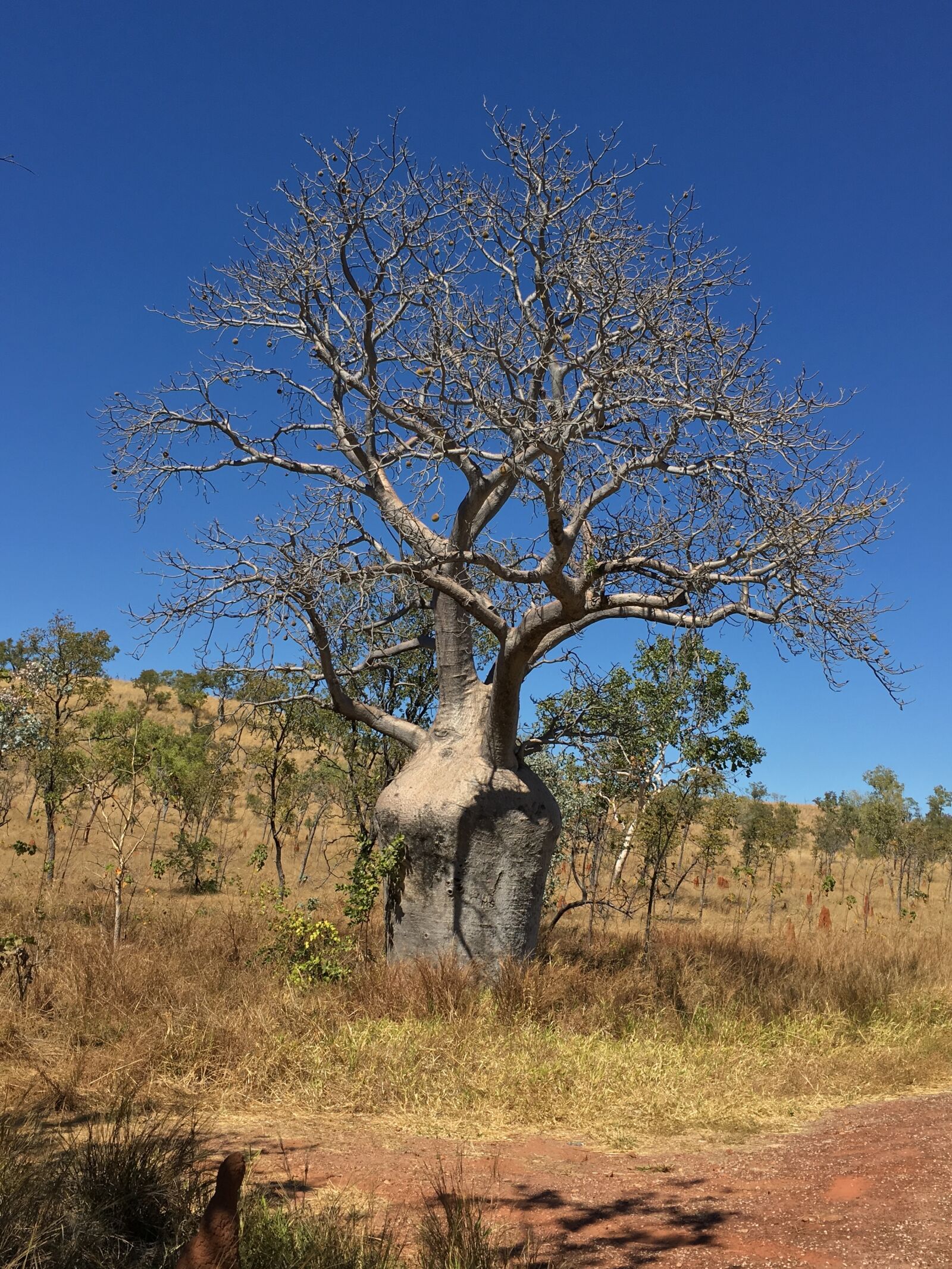 Apple iPhone 6s Plus sample photo. Baobab, tree, australia photography