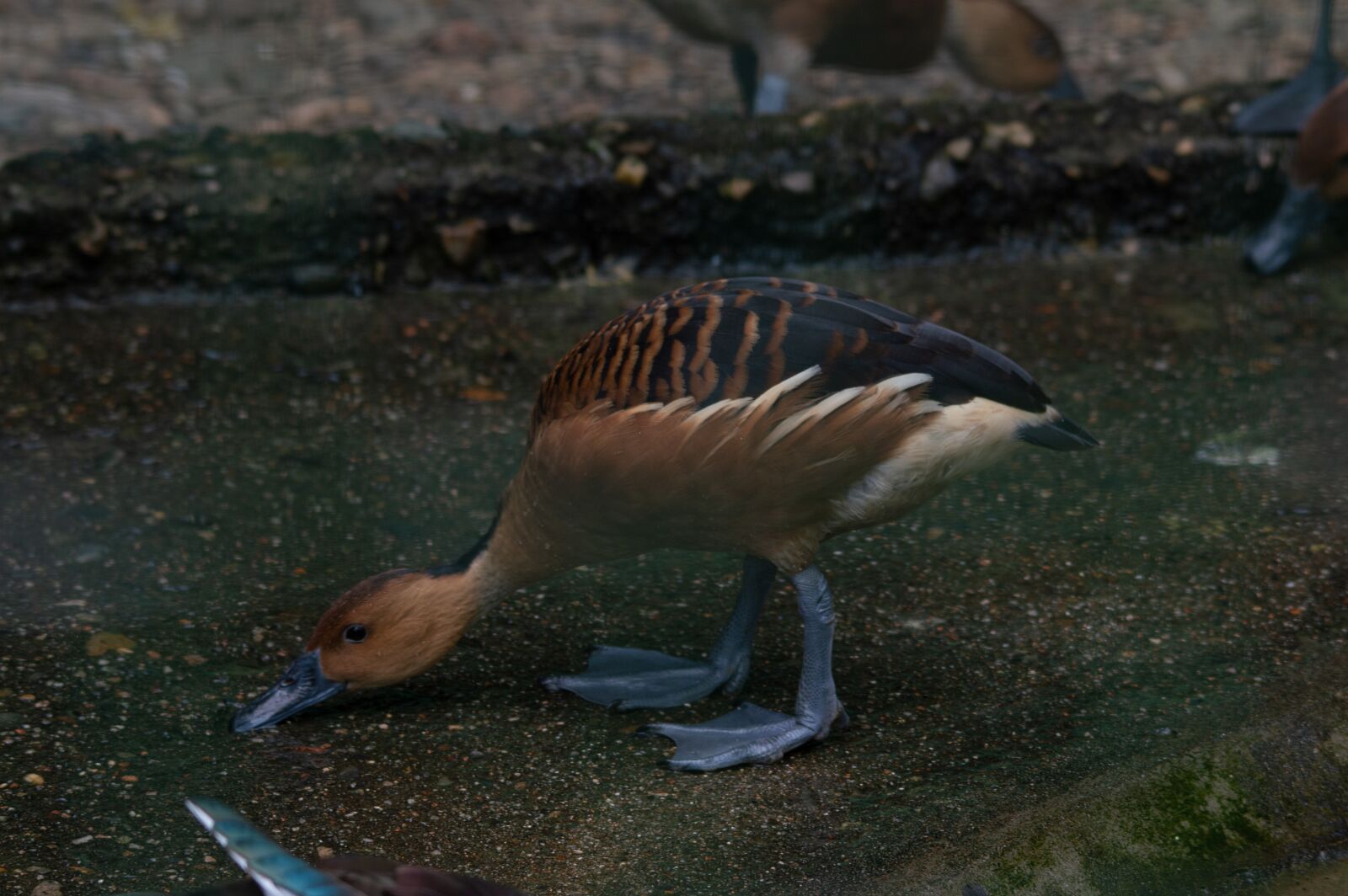 Nikon D3200 sample photo. Duck, nature, bird photography