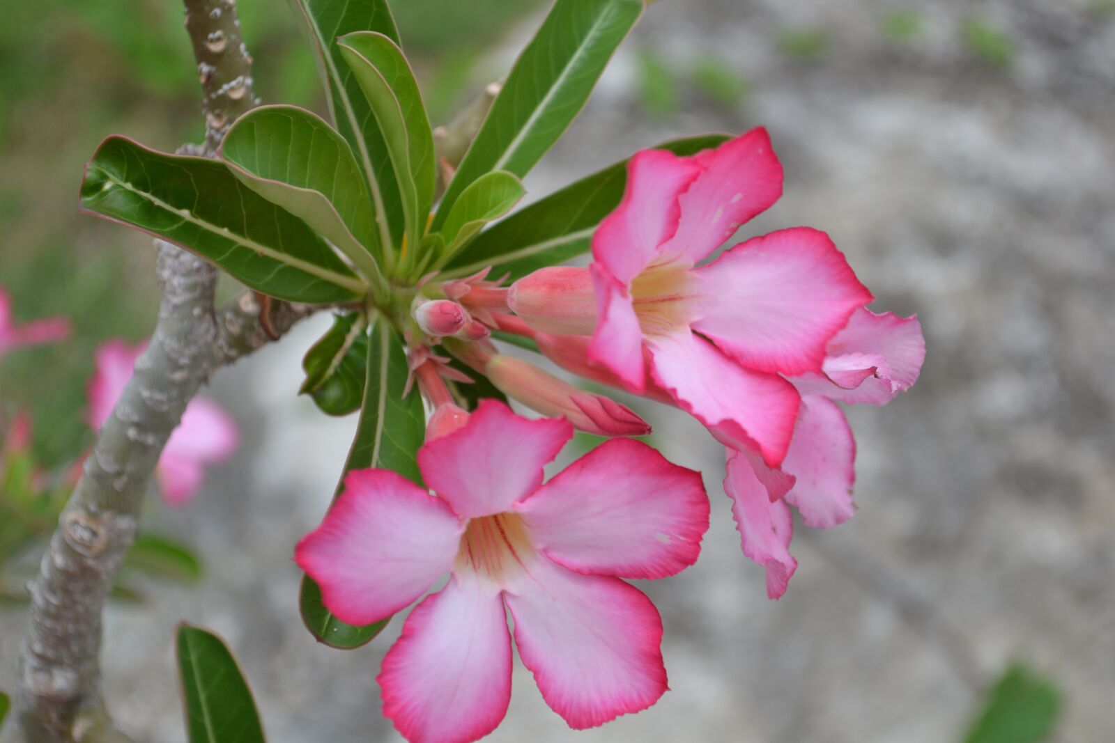 Nikon D3100 sample photo. Pink flower, foliage, garden photography