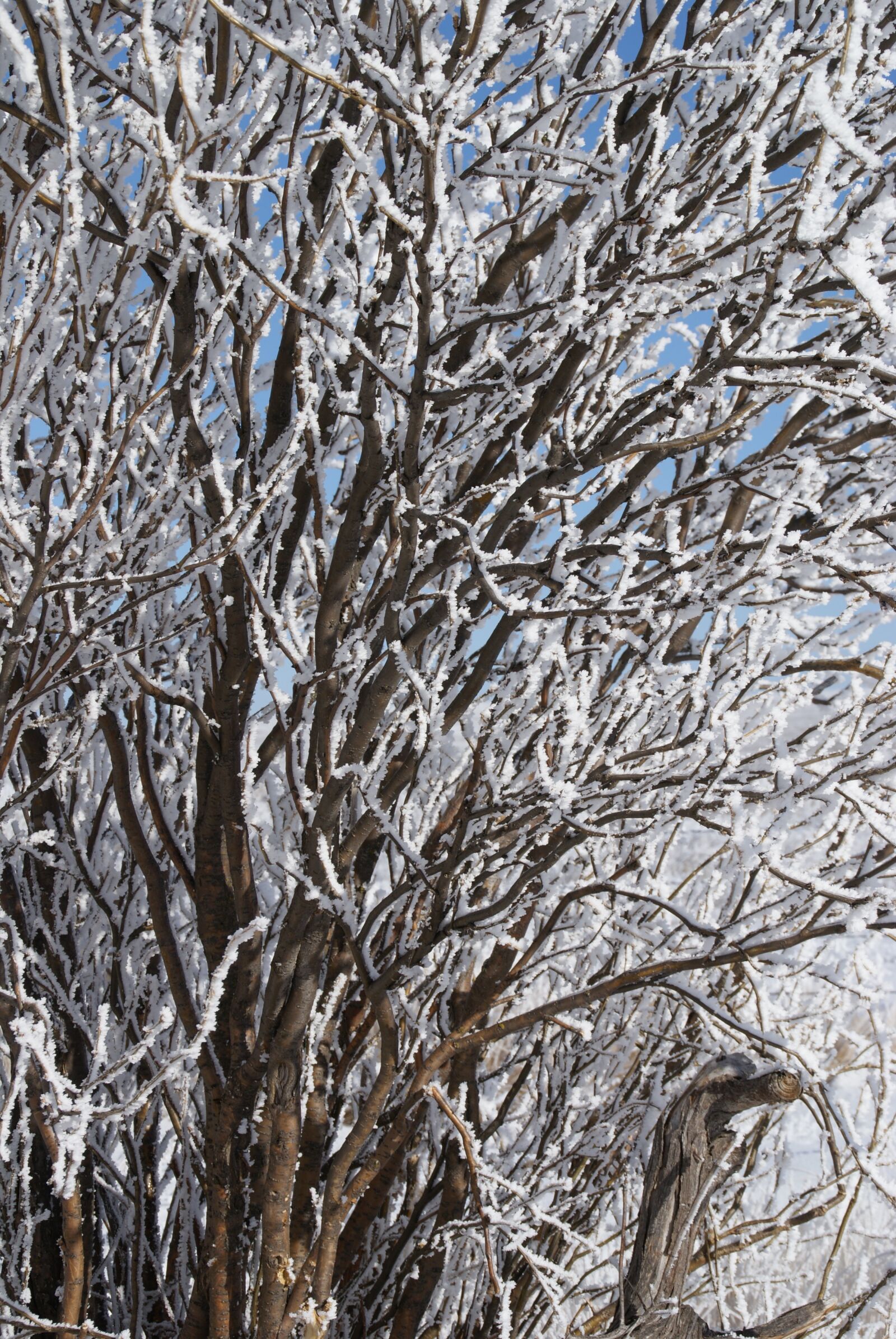 Sony Alpha DSLR-A200 sample photo. Tree, frost, winter photography
