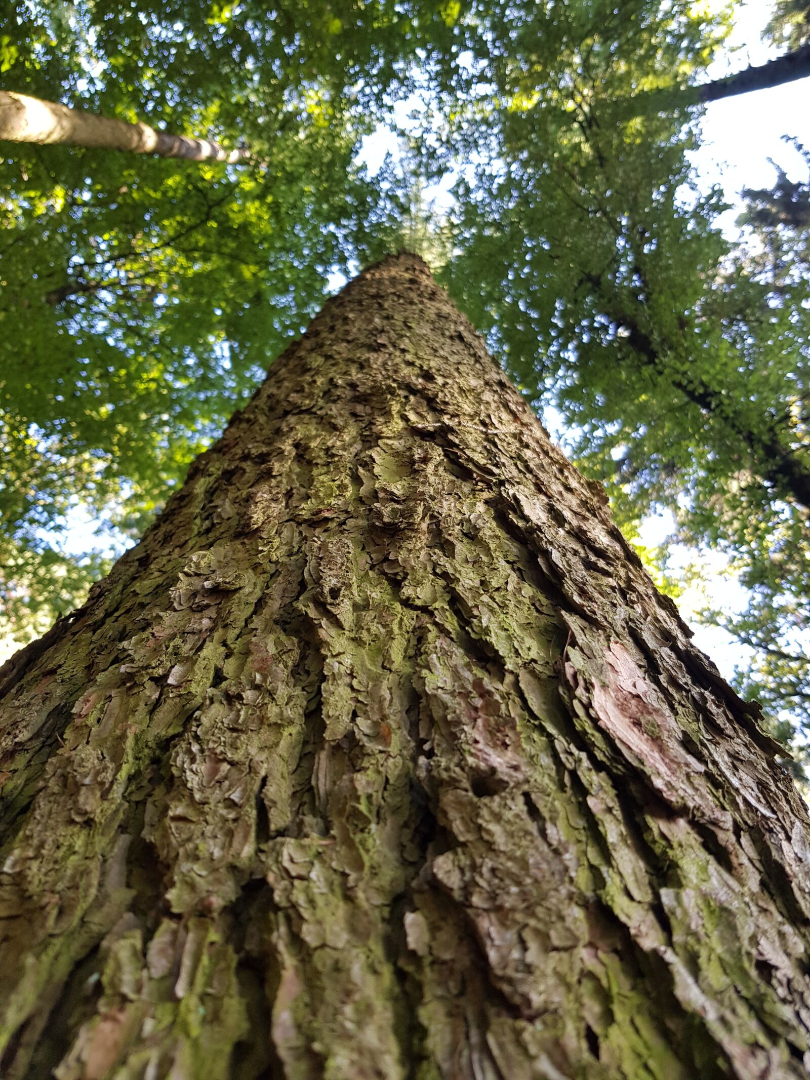 Samsung SM-N950F sample photo. Tree, nature, forest photography