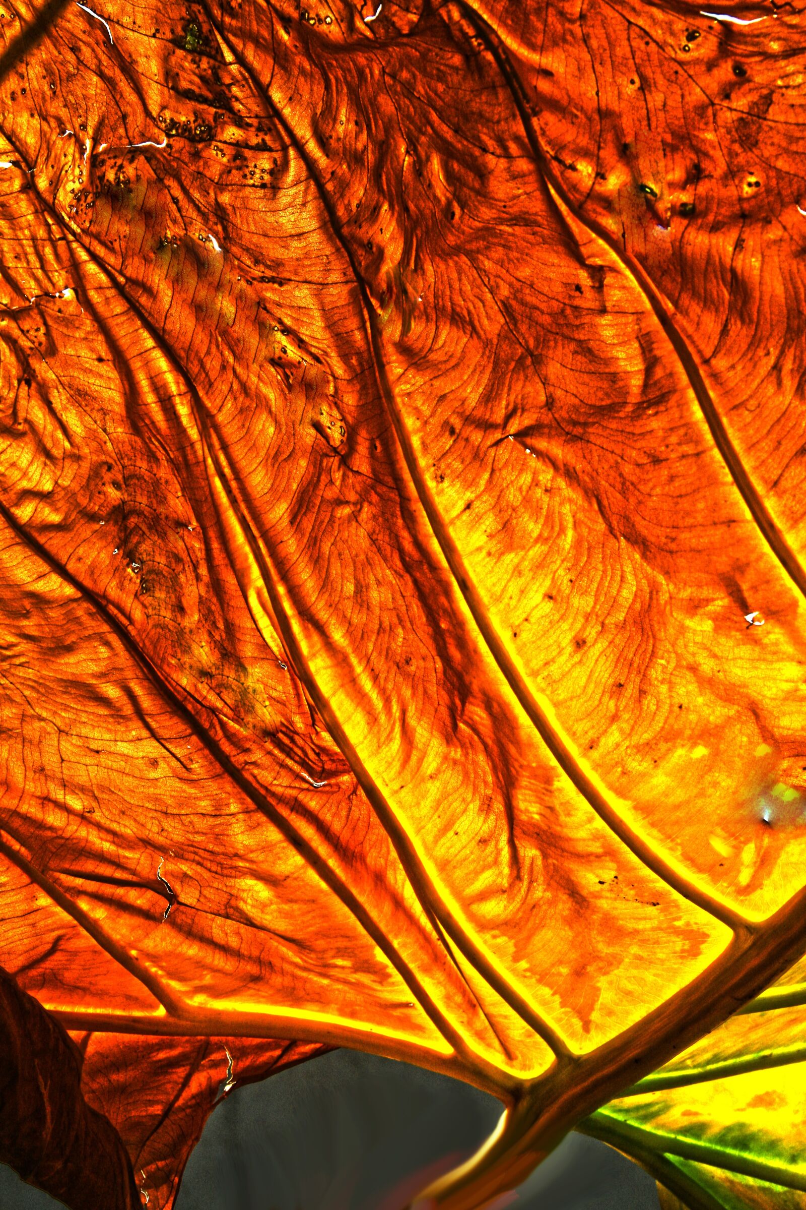 Canon EOS 400D (EOS Digital Rebel XTi / EOS Kiss Digital X) sample photo. Abstract, surreal, fantasy photography