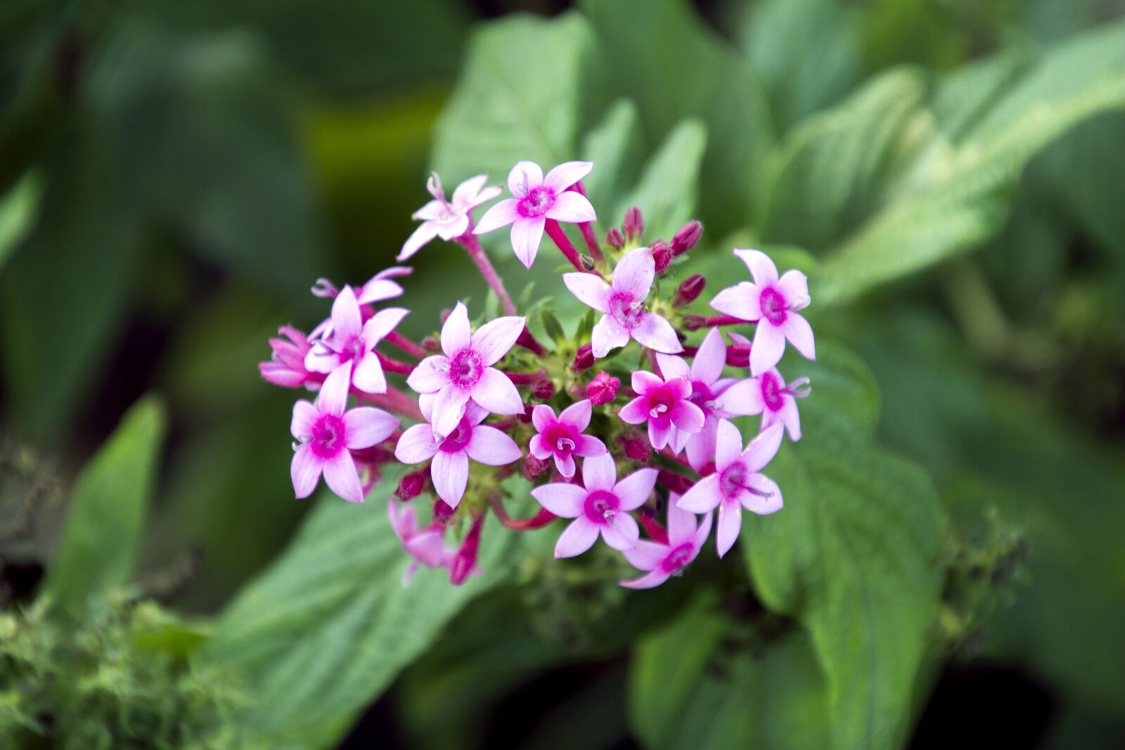 Canon EOS 700D (EOS Rebel T5i / EOS Kiss X7i) sample photo. Ornamental flower, garden, flower photography