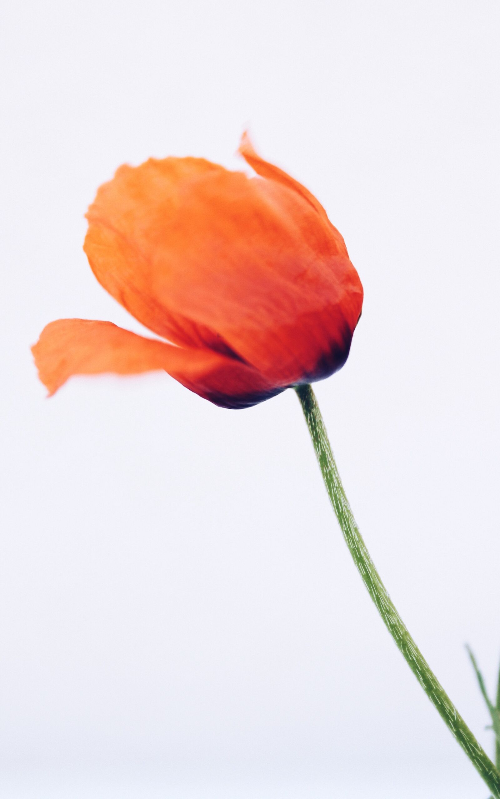 Canon EOS 1100D (EOS Rebel T3 / EOS Kiss X50) sample photo. Poppies, klatschmohn, may photography
