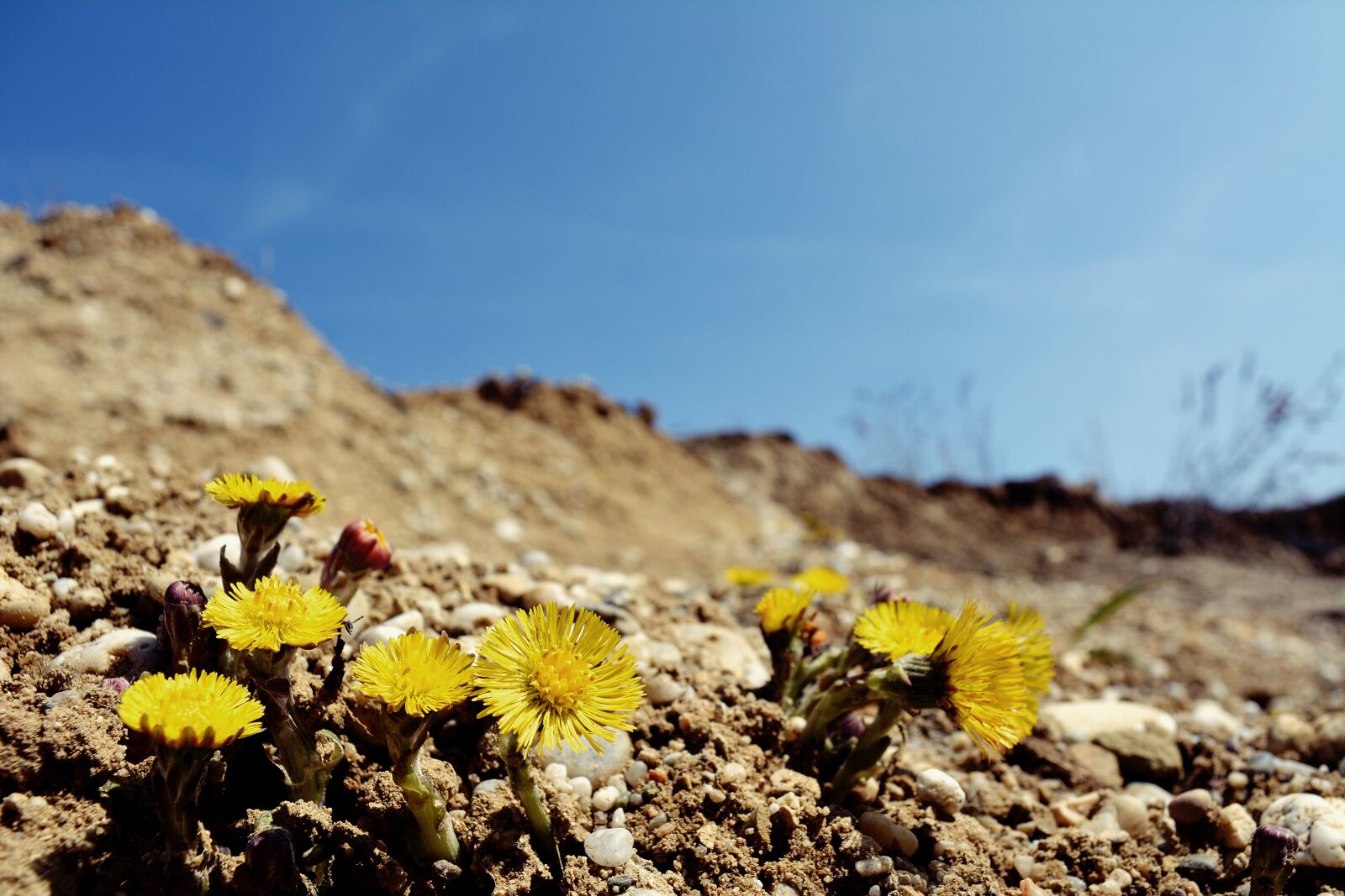 Nikon D5200 sample photo. Flowers, yellow, stones photography