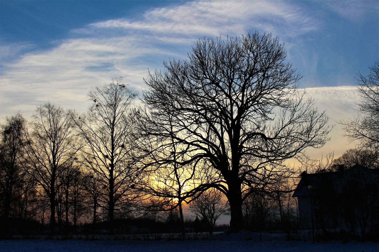 Canon EOS 700D (EOS Rebel T5i / EOS Kiss X7i) sample photo. Nature, tree, panoramic photography