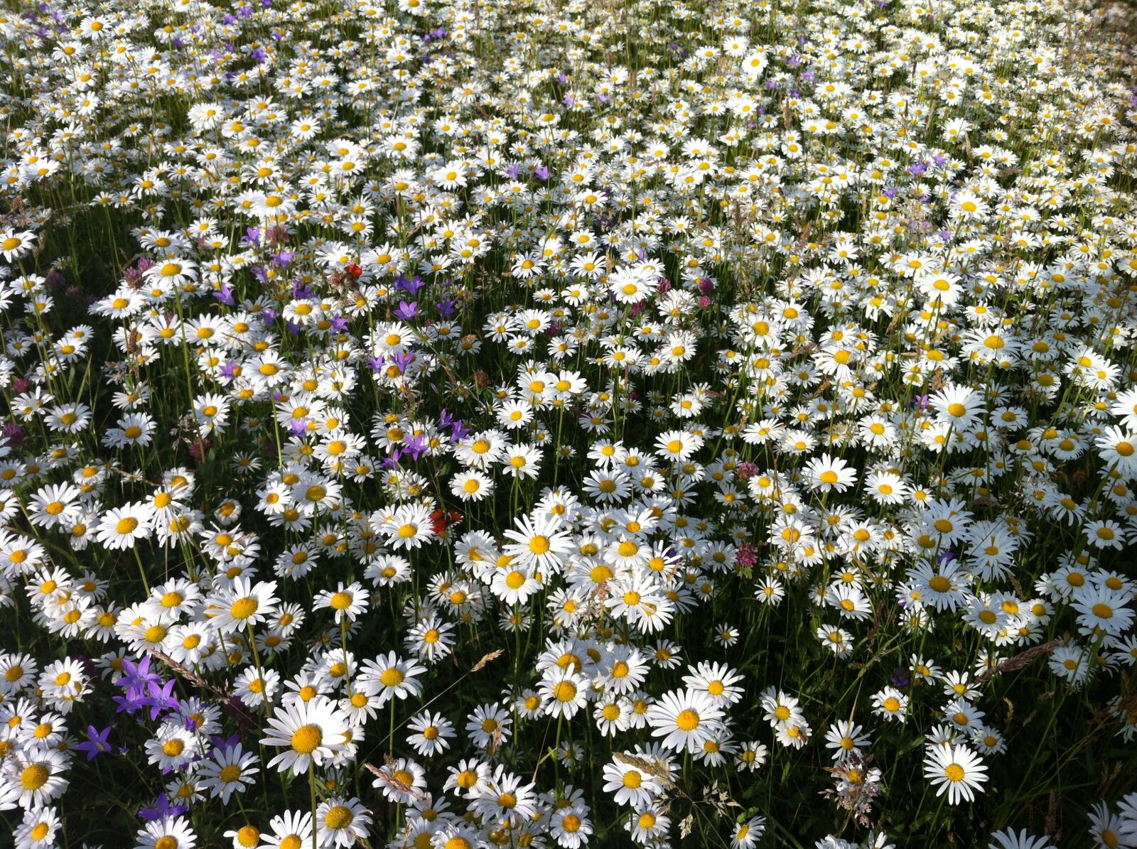 Apple iPhone 4 sample photo. Daisies, meadow, summer photography