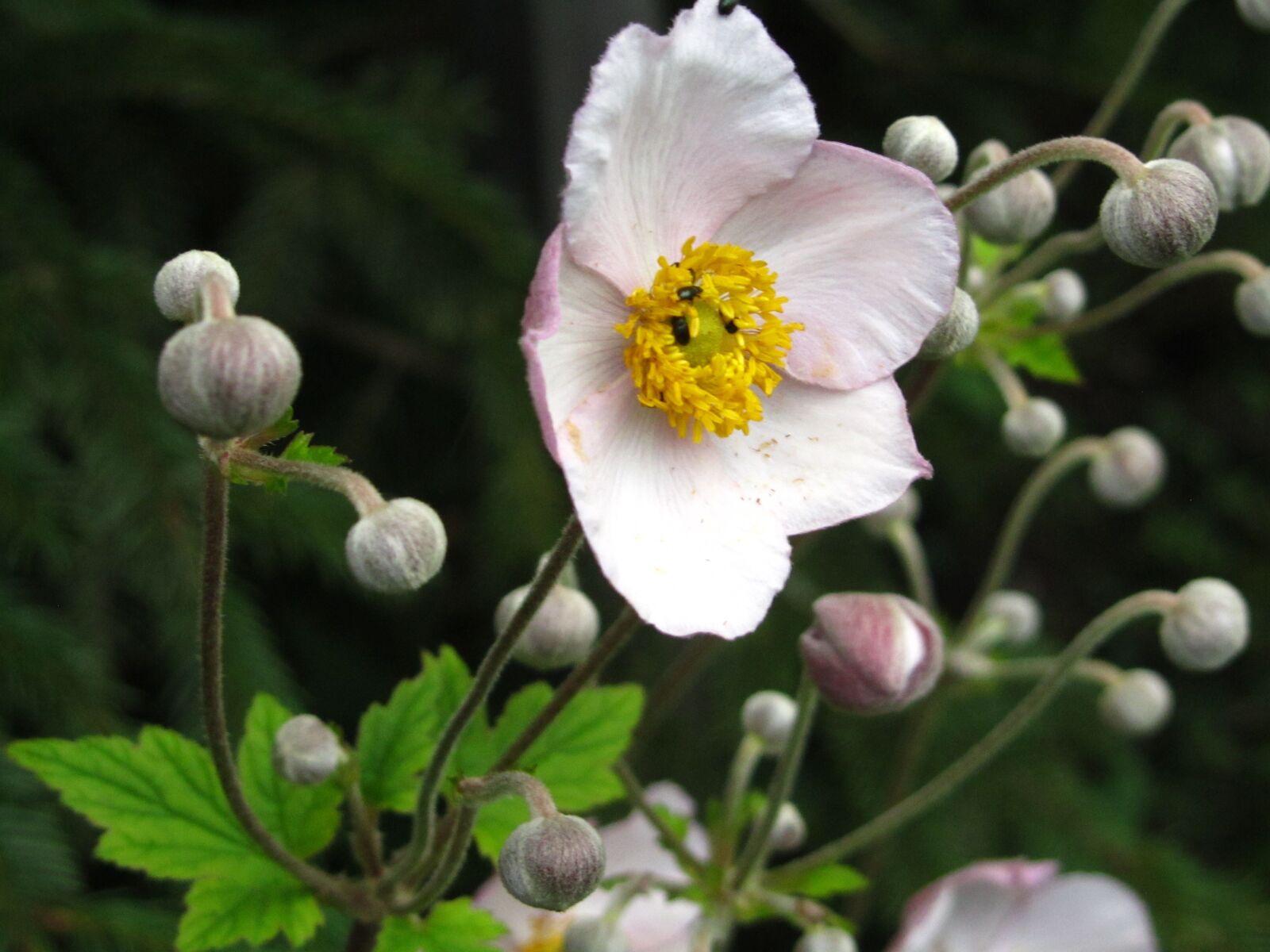 Canon PowerShot SX210 IS sample photo. Anemone, flower, spruce photography