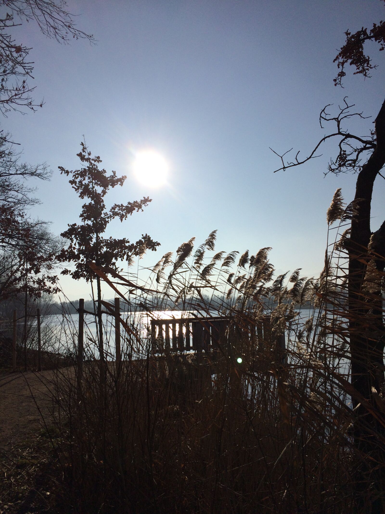 iPhone 5s back camera 4.15mm f/2.2 sample photo. Sun, shadow, nature photography