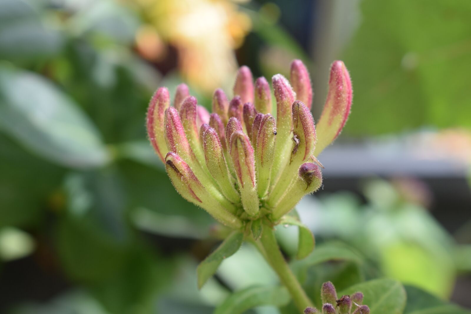 Nikon D3300 sample photo. Caprifol, bud, climbing plant photography