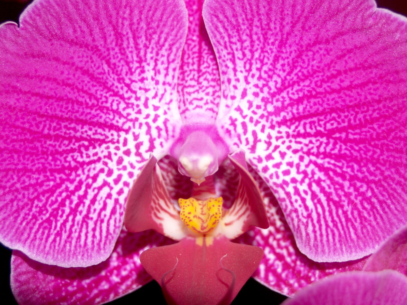 Olympus E-300 (EVOLT E-300) sample photo. Orchid, flower, bright photography