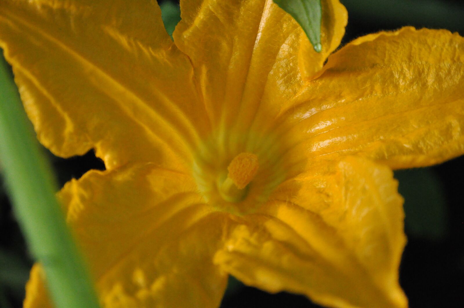 Nikon D90 sample photo. Yellow, blossom, flower photography