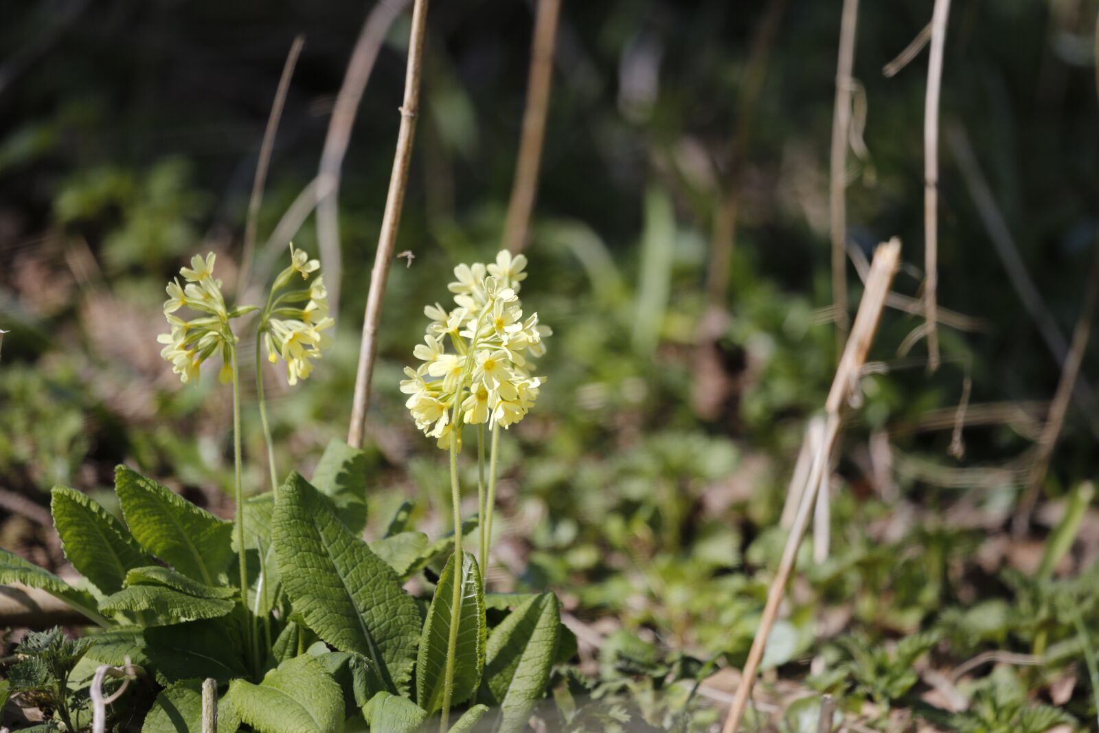 Canon EF 100-400mm F4.5-5.6L IS USM sample photo. Cowslip, spring, yellow photography