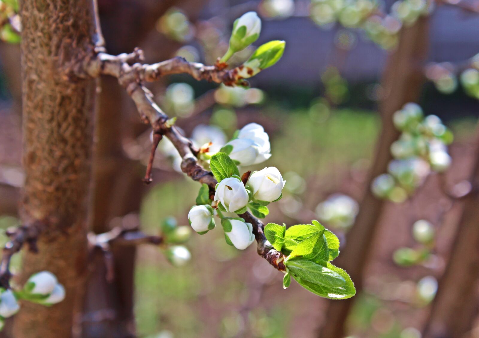 Canon EOS 700D (EOS Rebel T5i / EOS Kiss X7i) sample photo. Flower, cherry, march photography