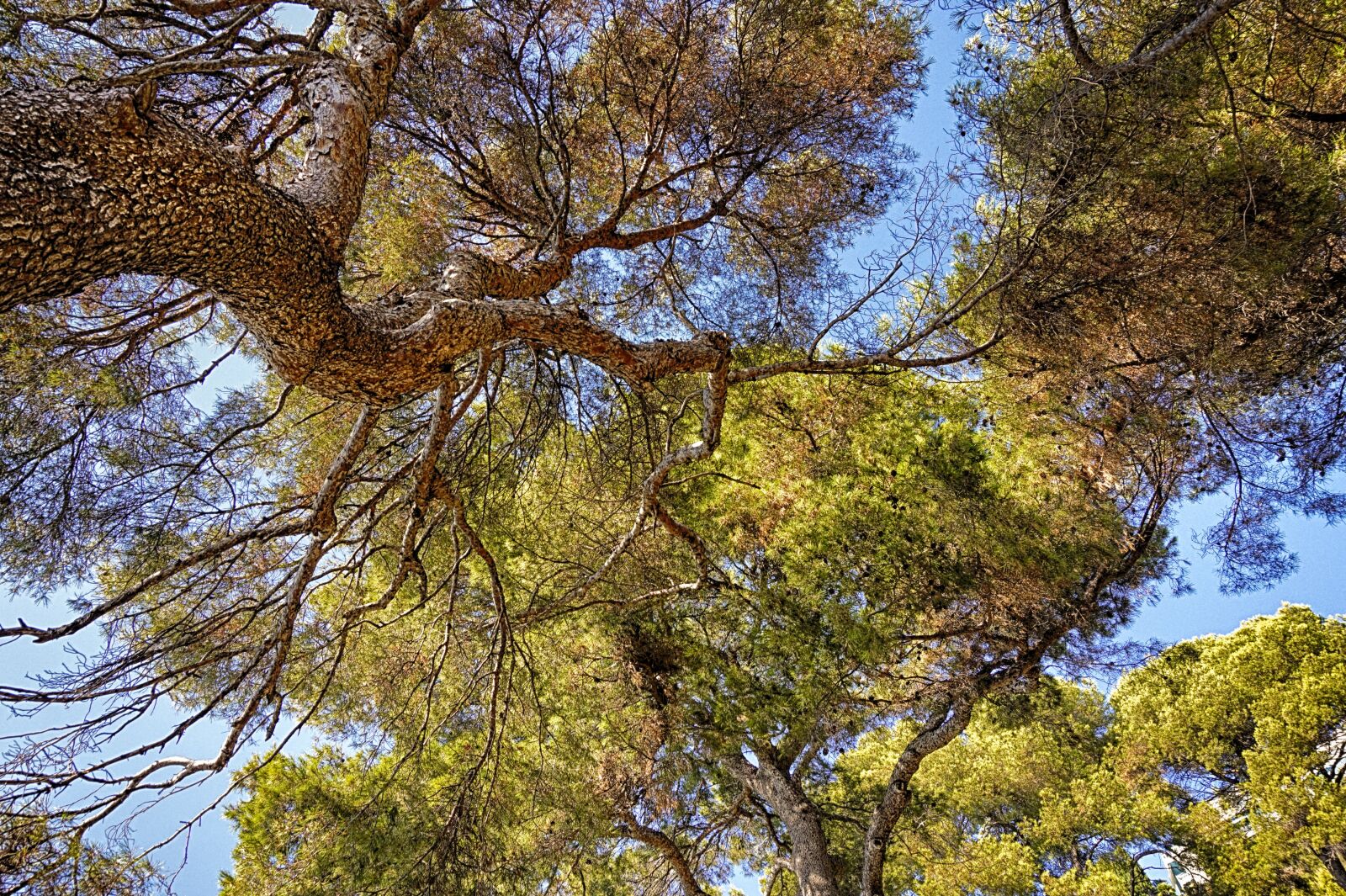 Sony Alpha a5000 (ILCE 5000) sample photo. Trees, nature, wood photography