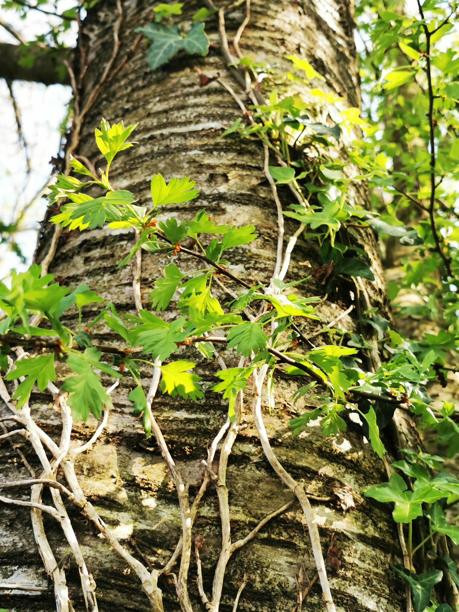 HUAWEI P30 Pro sample photo. Tree, macro, walk photography