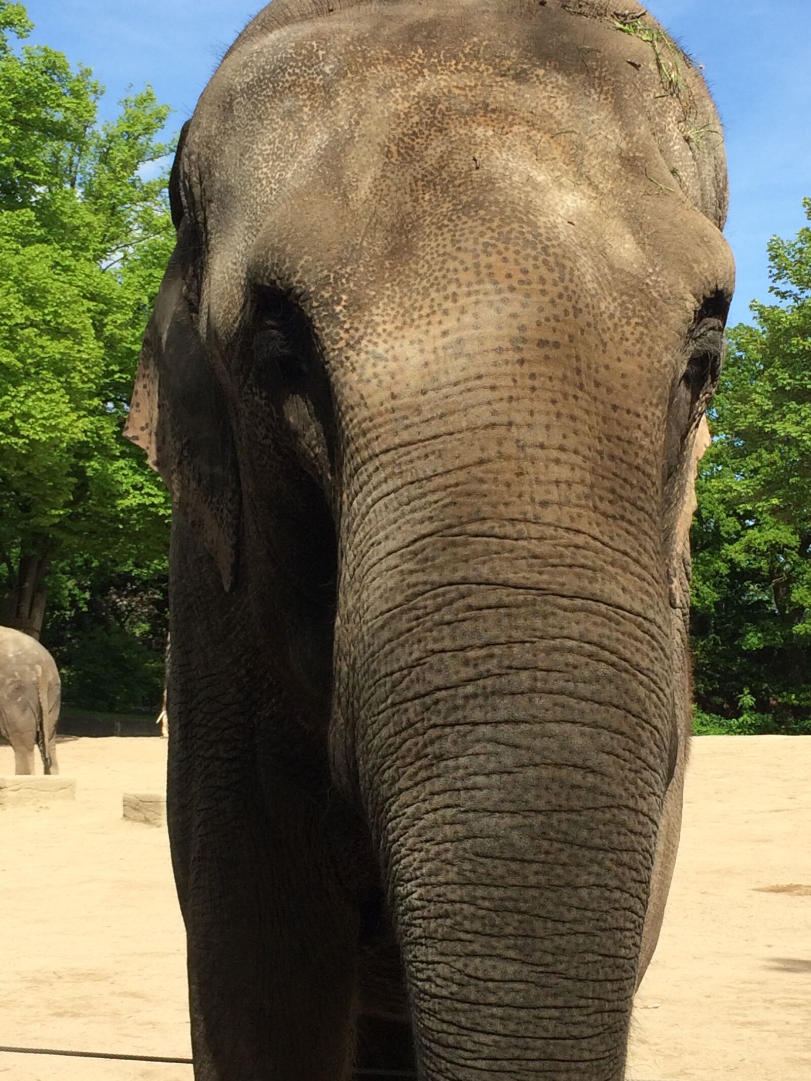 iPhone 5s back camera 4.15mm f/2.2 sample photo. Animal, big, africa photography