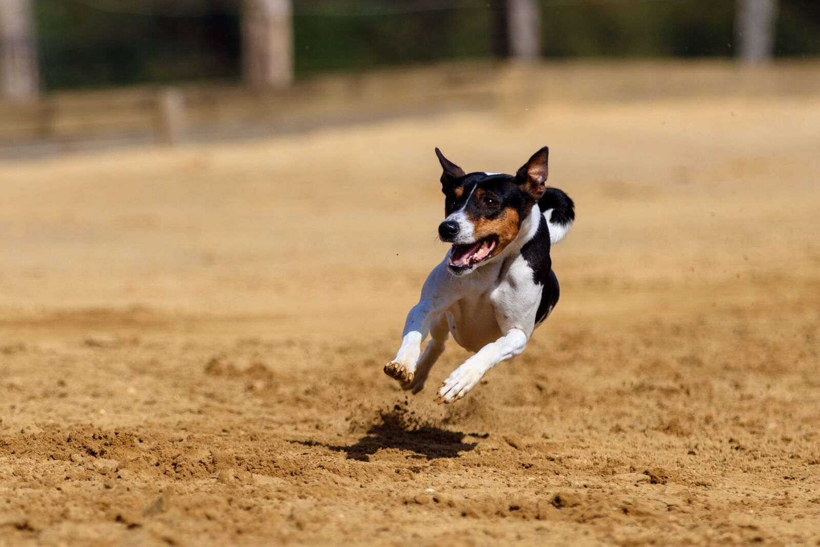 Canon EOS 80D sample photo. Dog, greyhound, pet photography