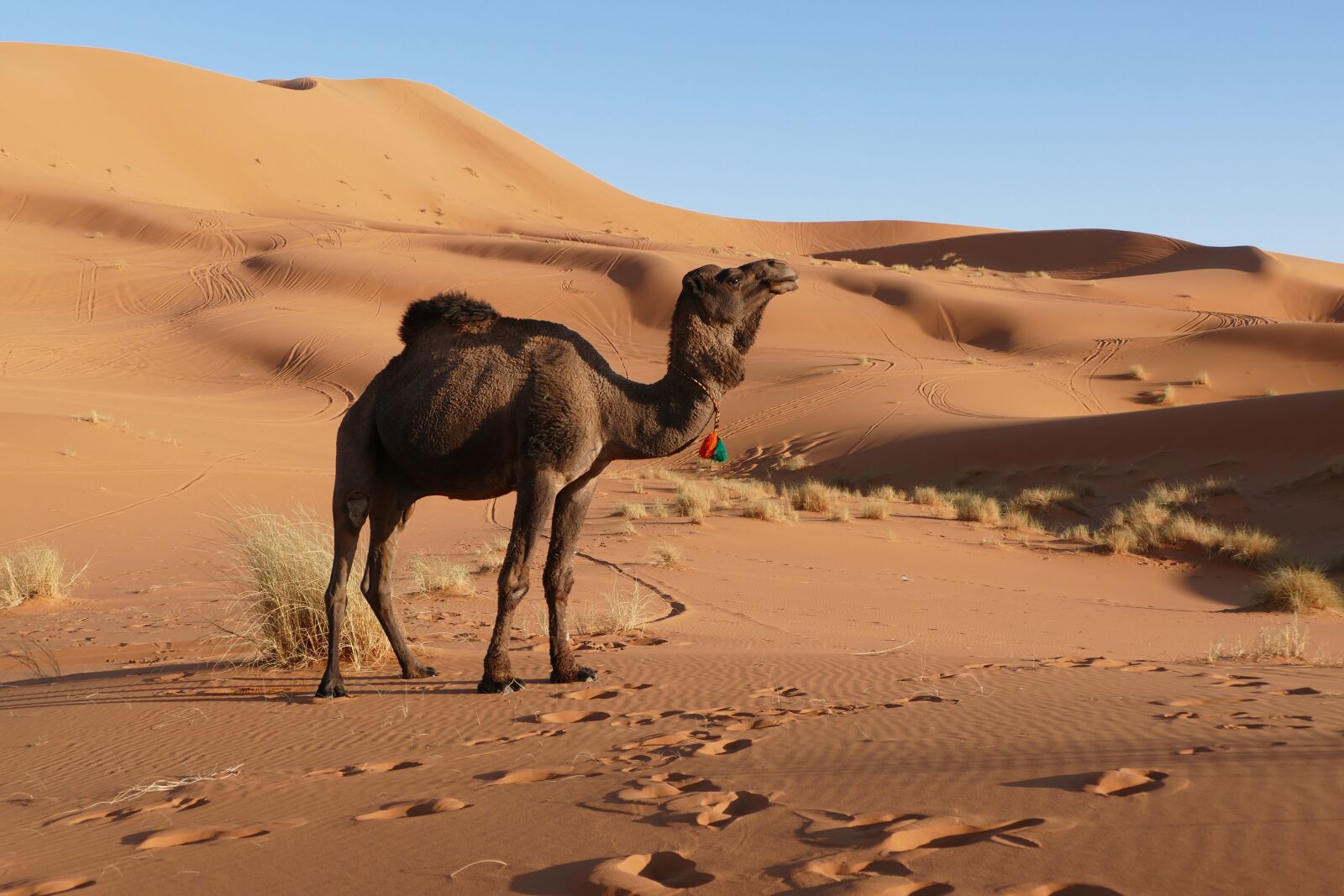 Panasonic Lumix DMC-FZ1000 sample photo. Merzouga, morocco, africa photography