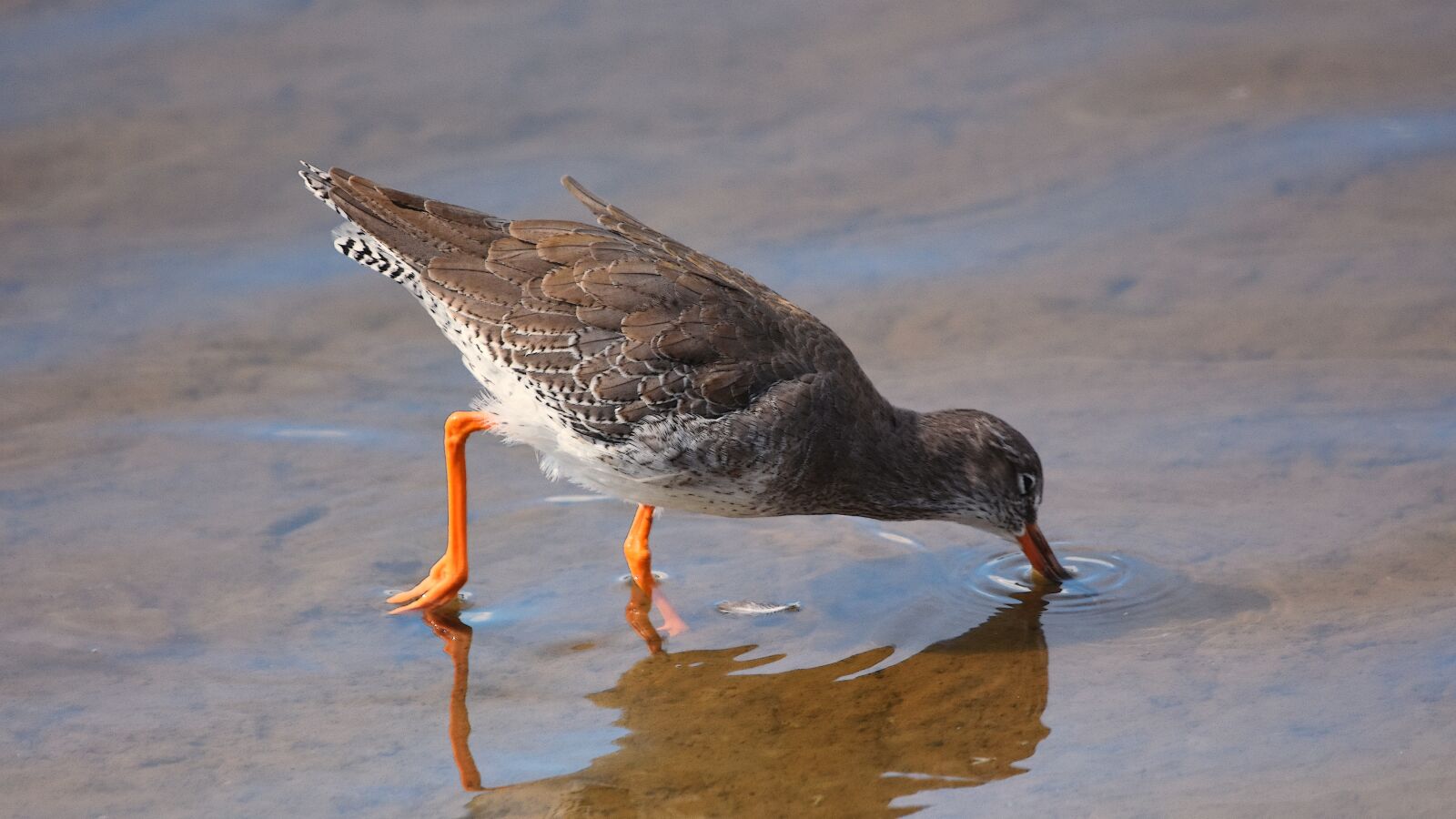 Nikon D7200 sample photo. Wader, redshank, bird photography