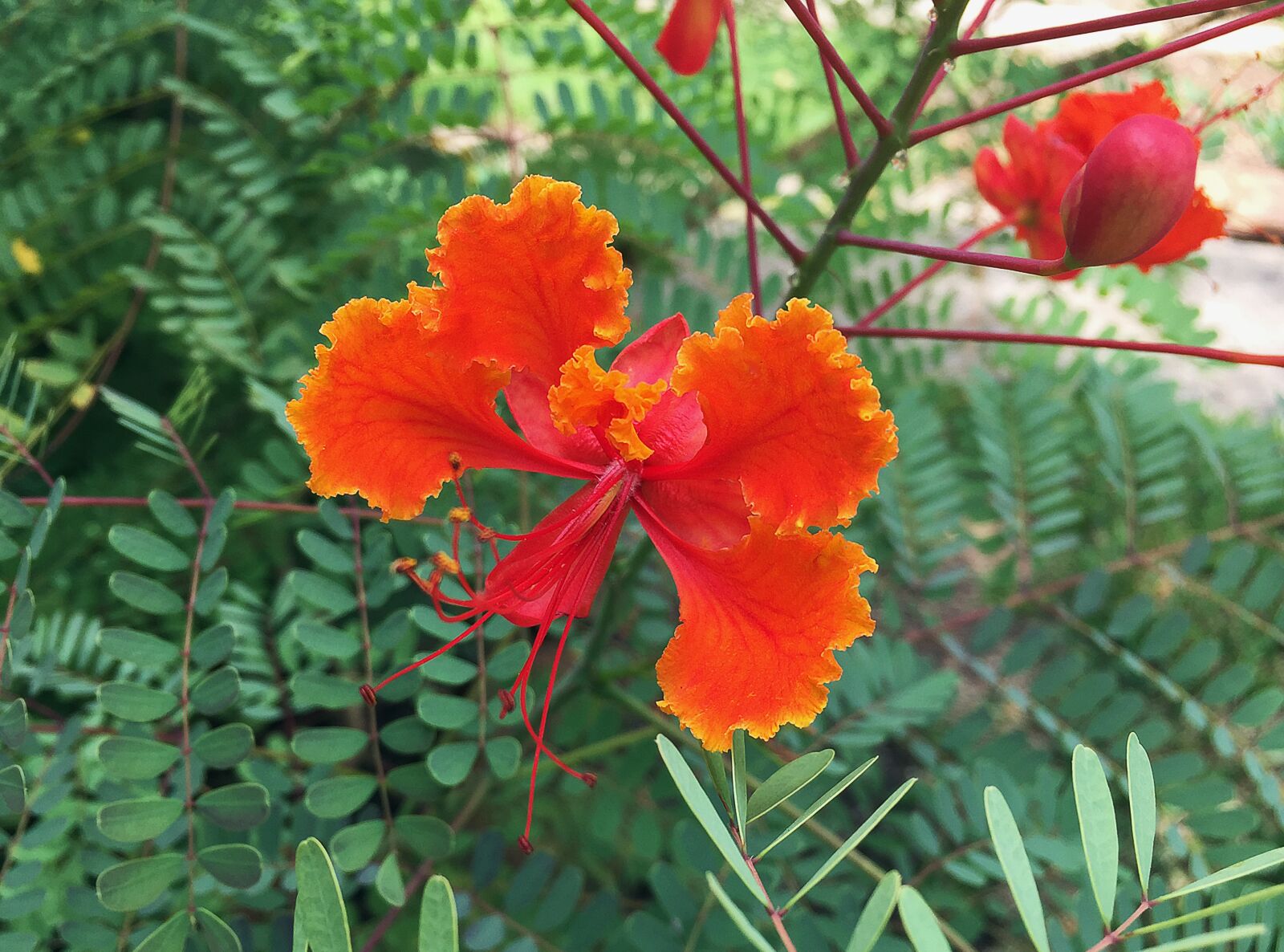 iPhone 6 Plus back camera 4.15mm f/2.2 sample photo. Flower, red, bloom photography