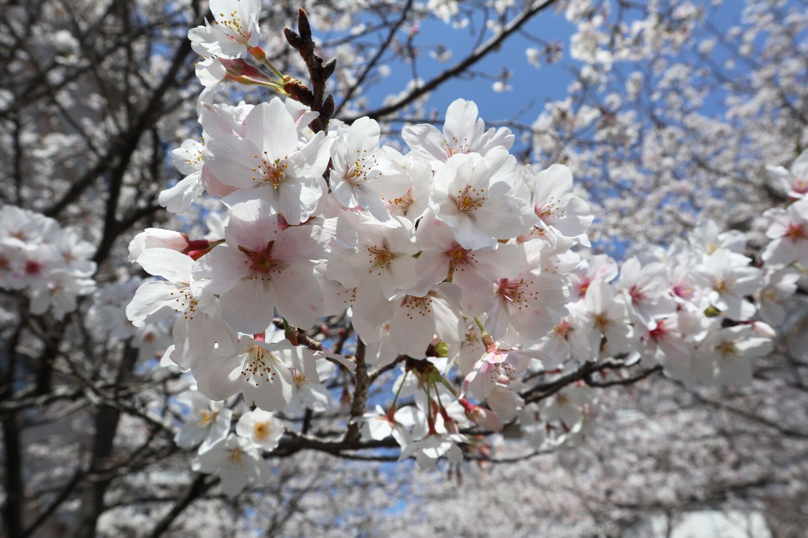 Canon EOS M6 sample photo. Cherry blossoms, spring, spring photography