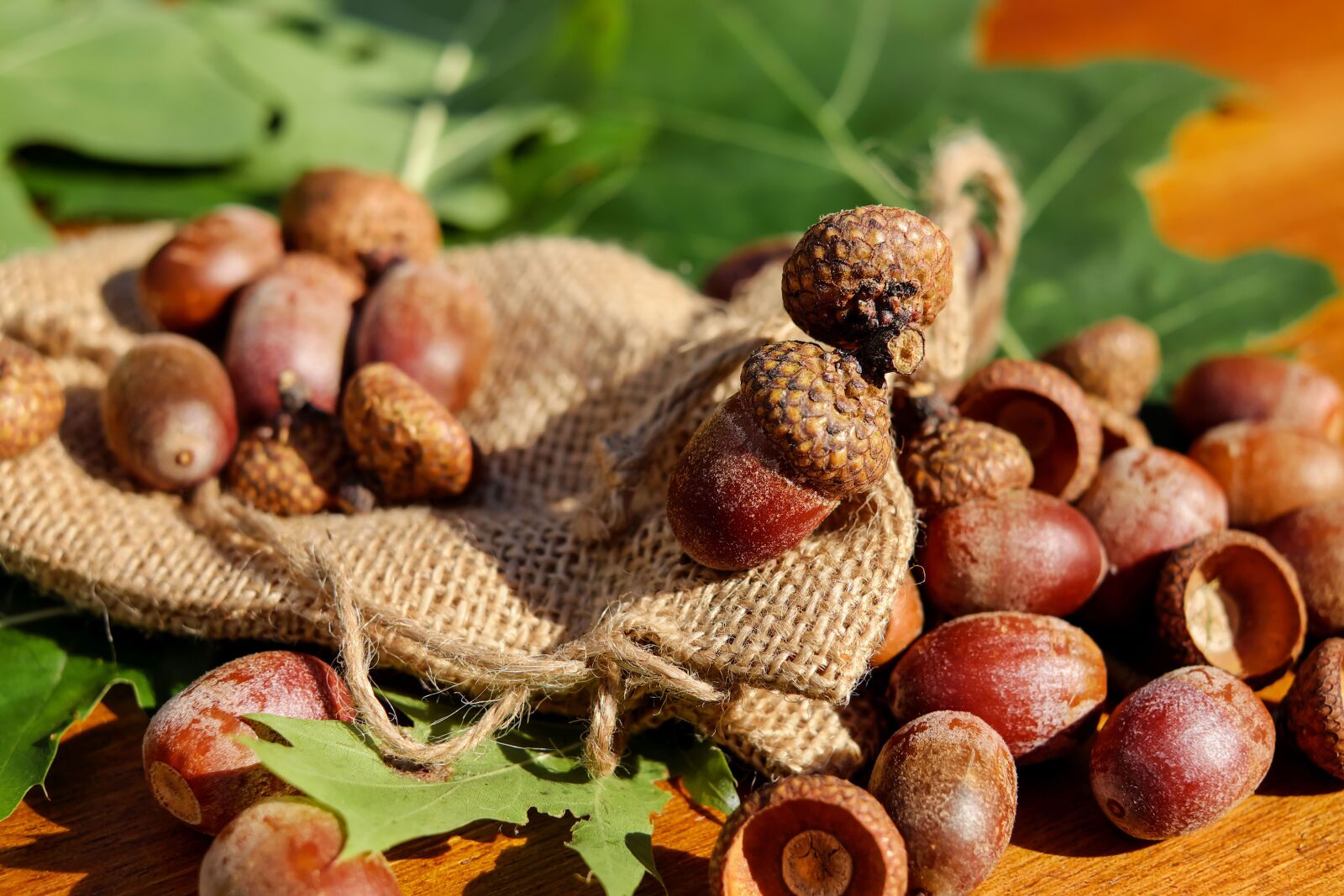 Fujifilm X-T10 + Fujifilm XF 35mm F1.4 R sample photo. Acorns, tree fruit, fruits photography