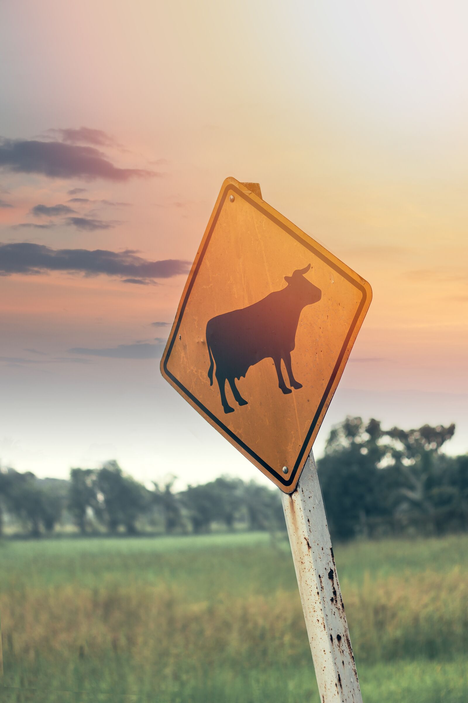 Canon EOS 70D + Canon EF 50mm F1.8 STM sample photo. Cattle, livestock, roadsign photography