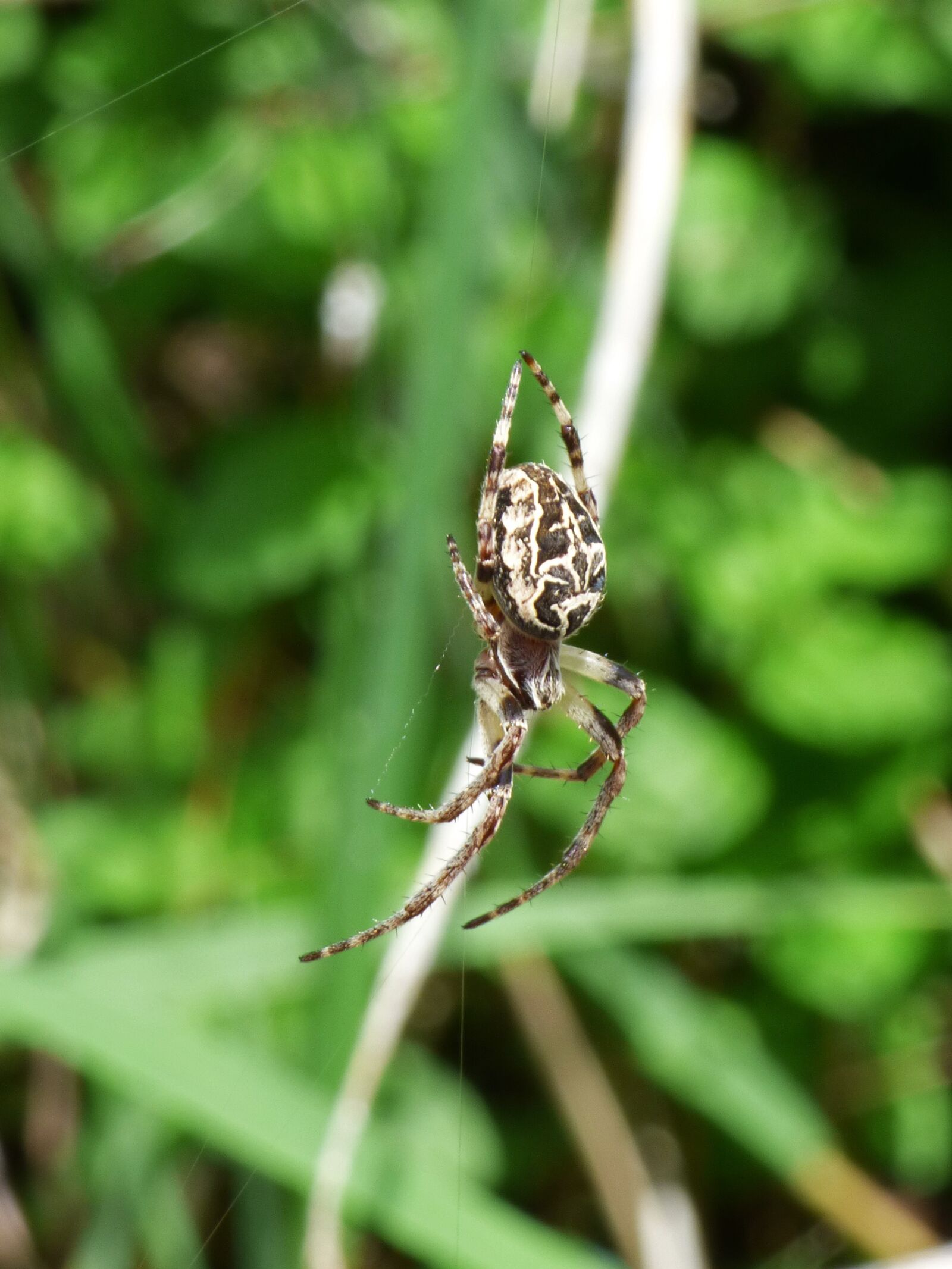 Panasonic Lumix DMC-FZ70 sample photo. Spider, arachnid, agalenatea redii photography
