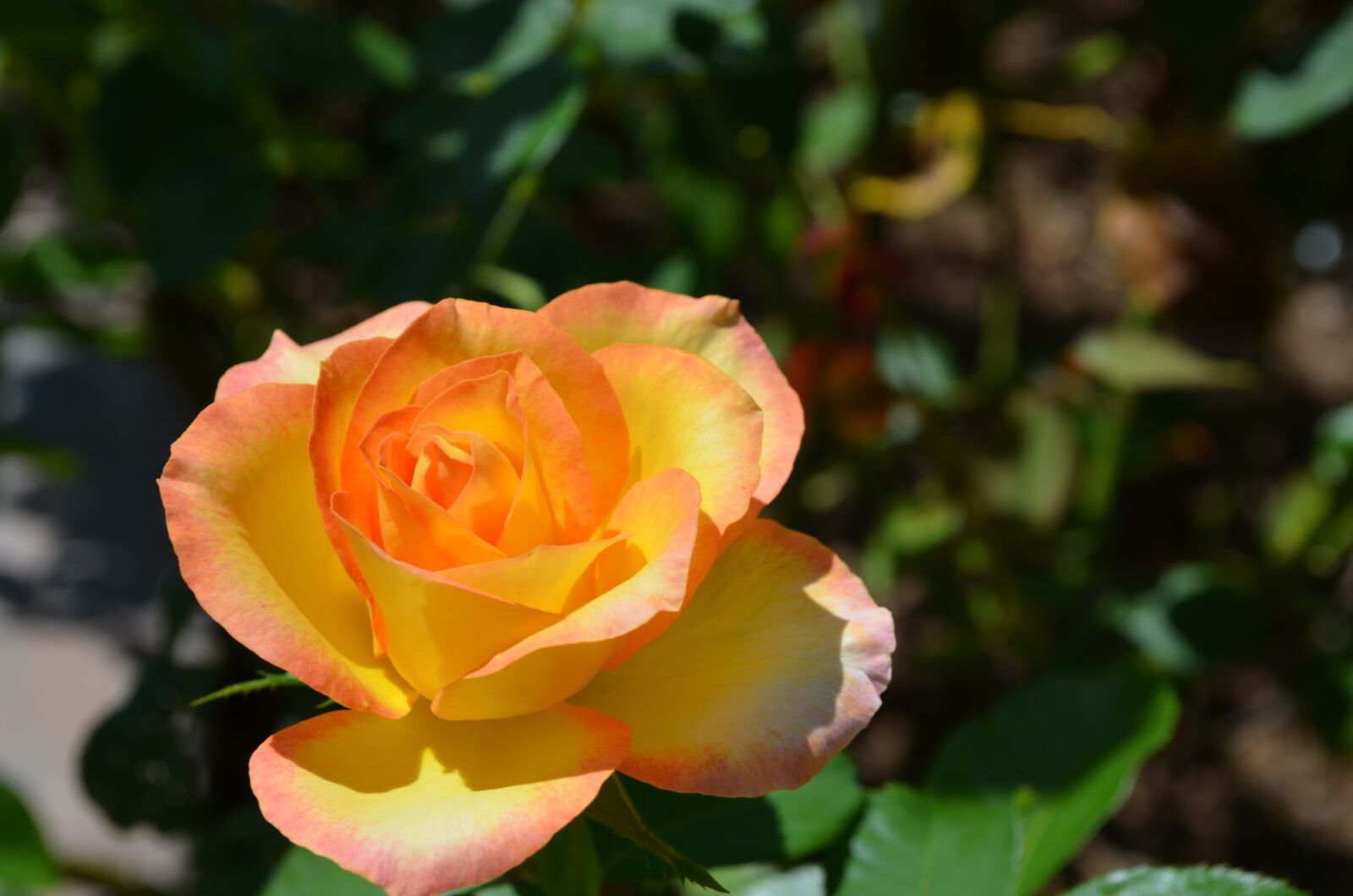 Nikon D5100 sample photo. Rose, flower, garden photography