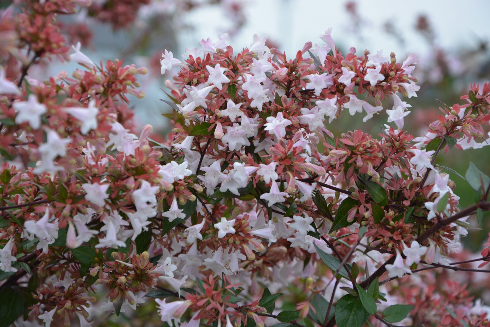 Nikon D5200 sample photo. Plant, abélia, green photography