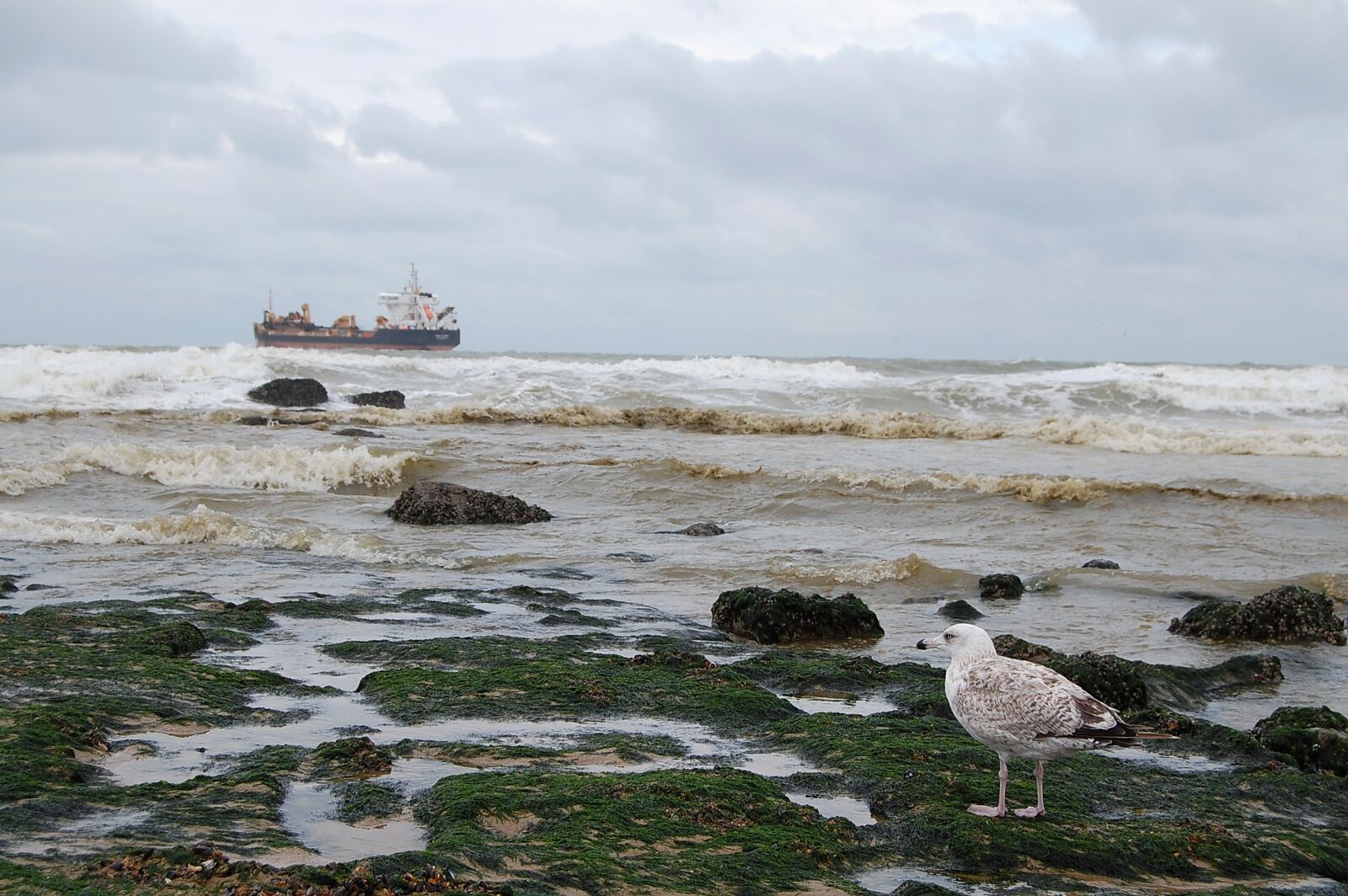 Nikon D40 sample photo. Oostende, sea, seagull photography