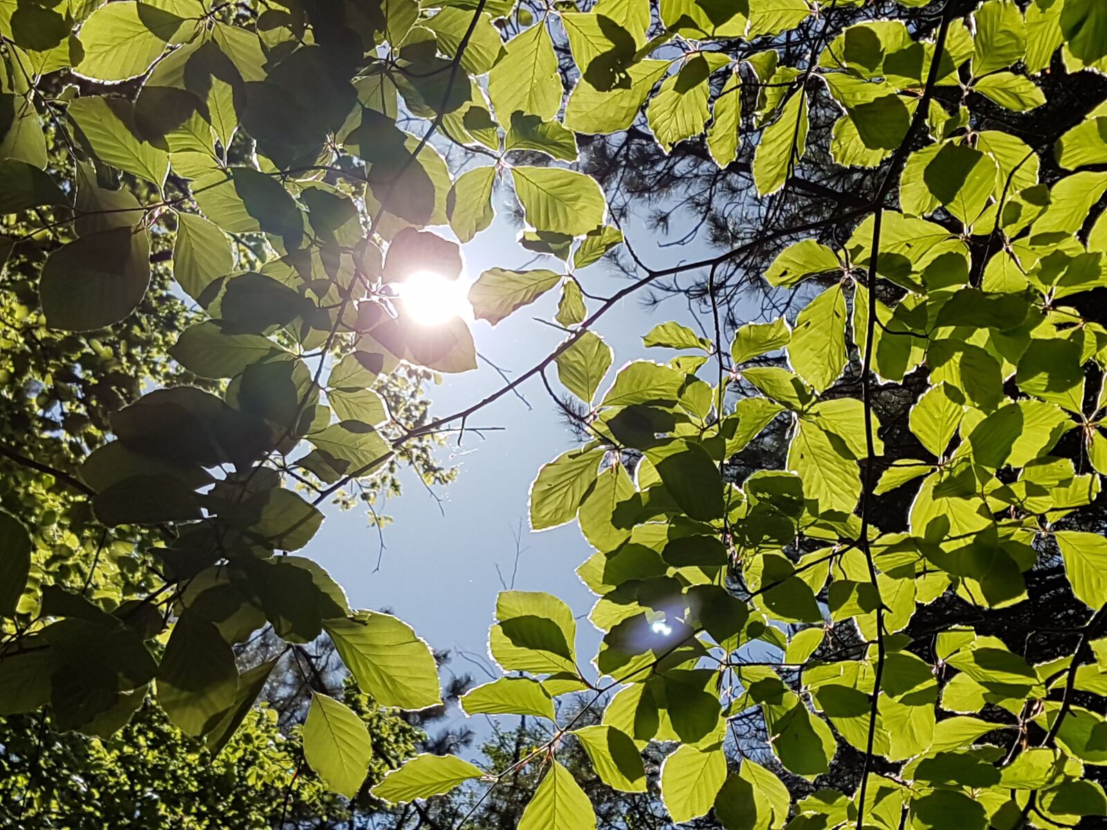 Samsung Galaxy S7 sample photo. Sunlight, leaves, heaven photography