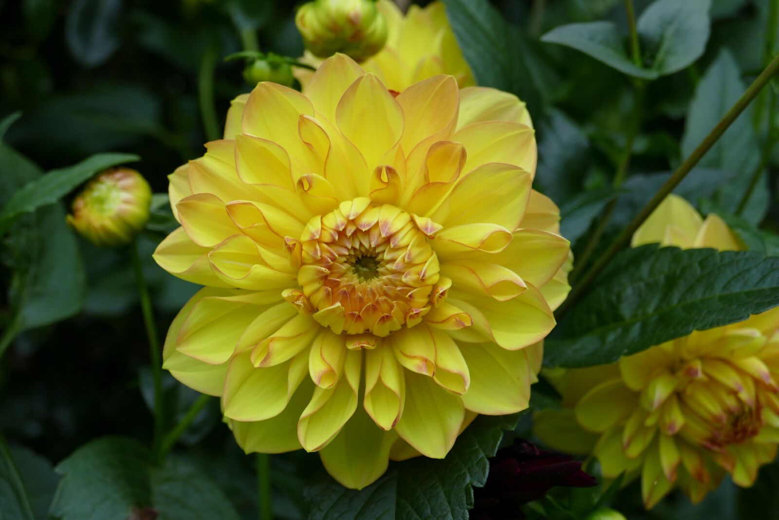 Panasonic Lumix DMC-FZ1000 sample photo. Nature, flower, yellow photography