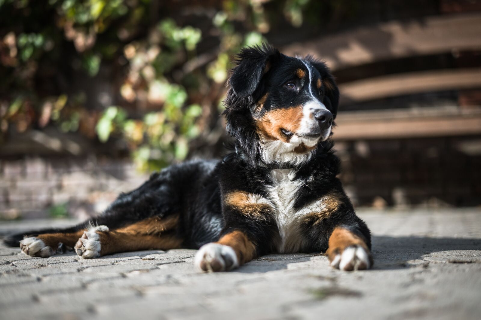 Leica M9 + Leica Summilux-M 50mm F1.4 ASPH sample photo. Animal, baby dog, bernese photography