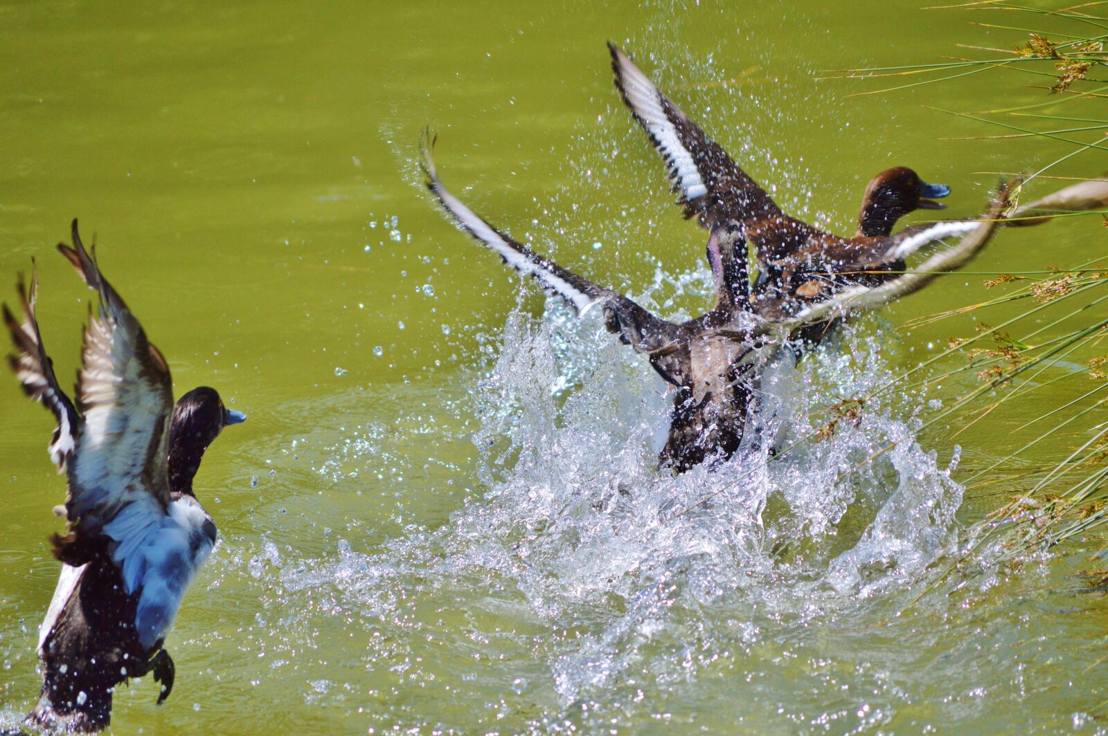Nikon D3200 sample photo. Duck, water bird, row photography
