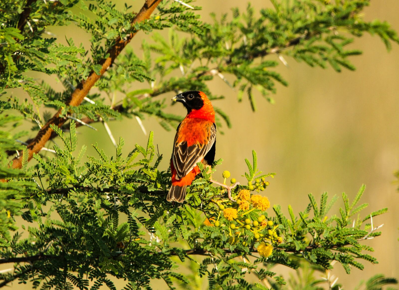 Canon EOS 100D (EOS Rebel SL1 / EOS Kiss X7) sample photo. Bird, branch, thorns photography