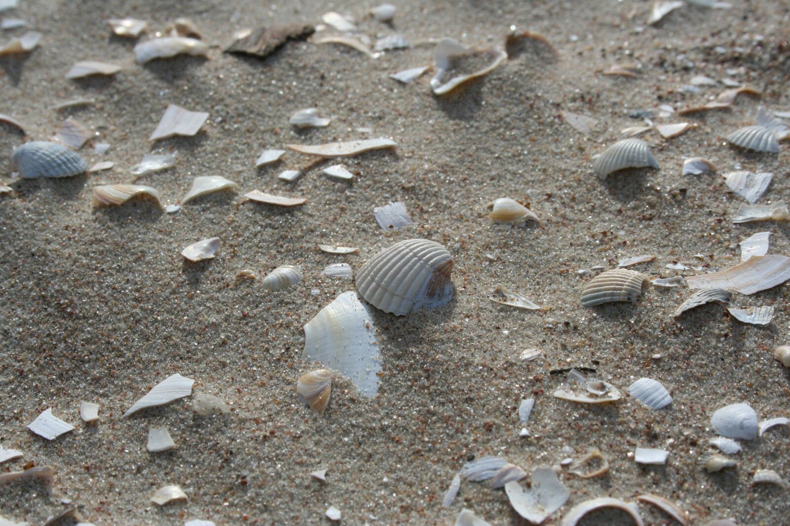 Canon EOS 350D (EOS Digital Rebel XT / EOS Kiss Digital N) sample photo. Sand, beach, nature photography