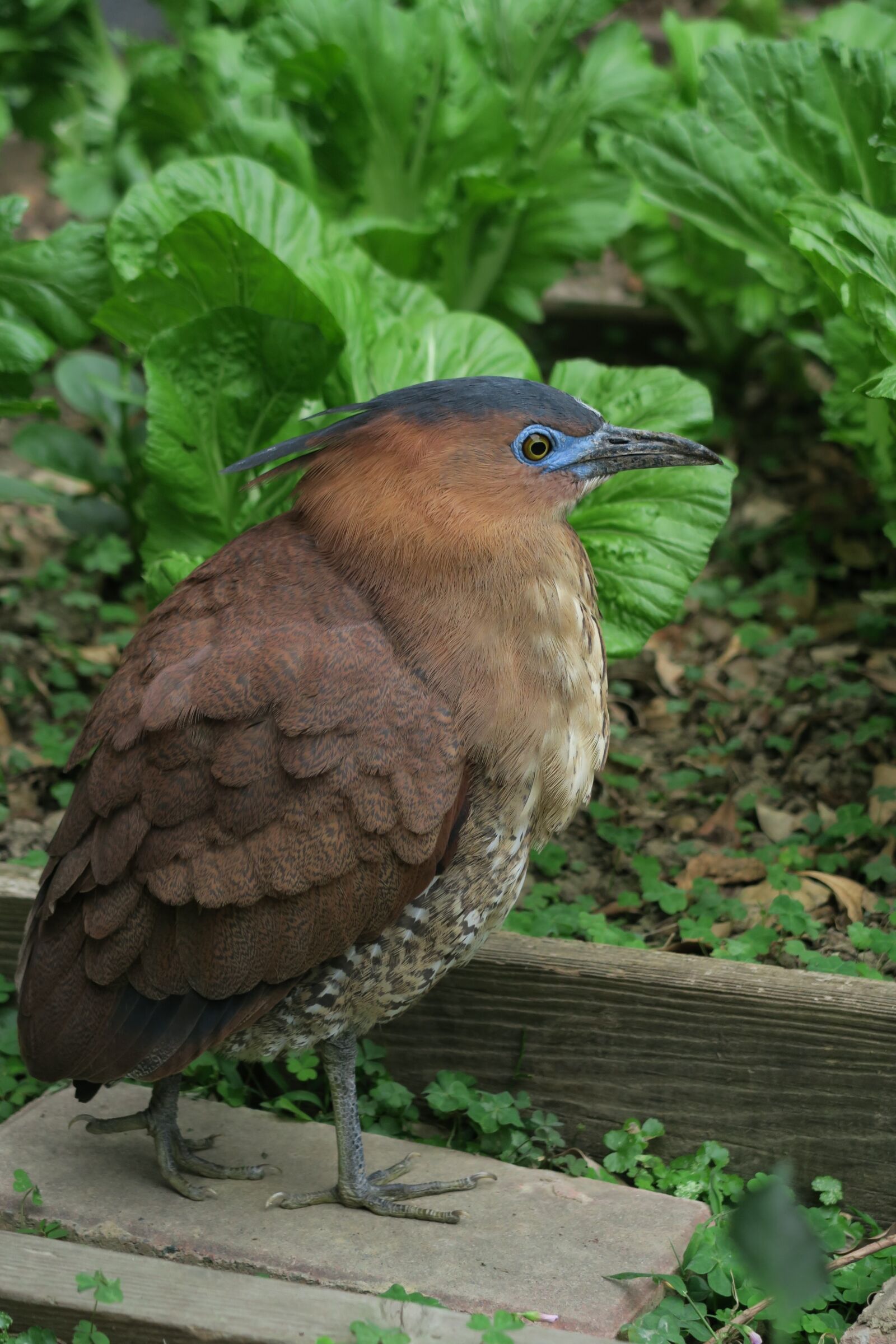 Canon PowerShot G7 X sample photo. Bird, nature, wildlife photography