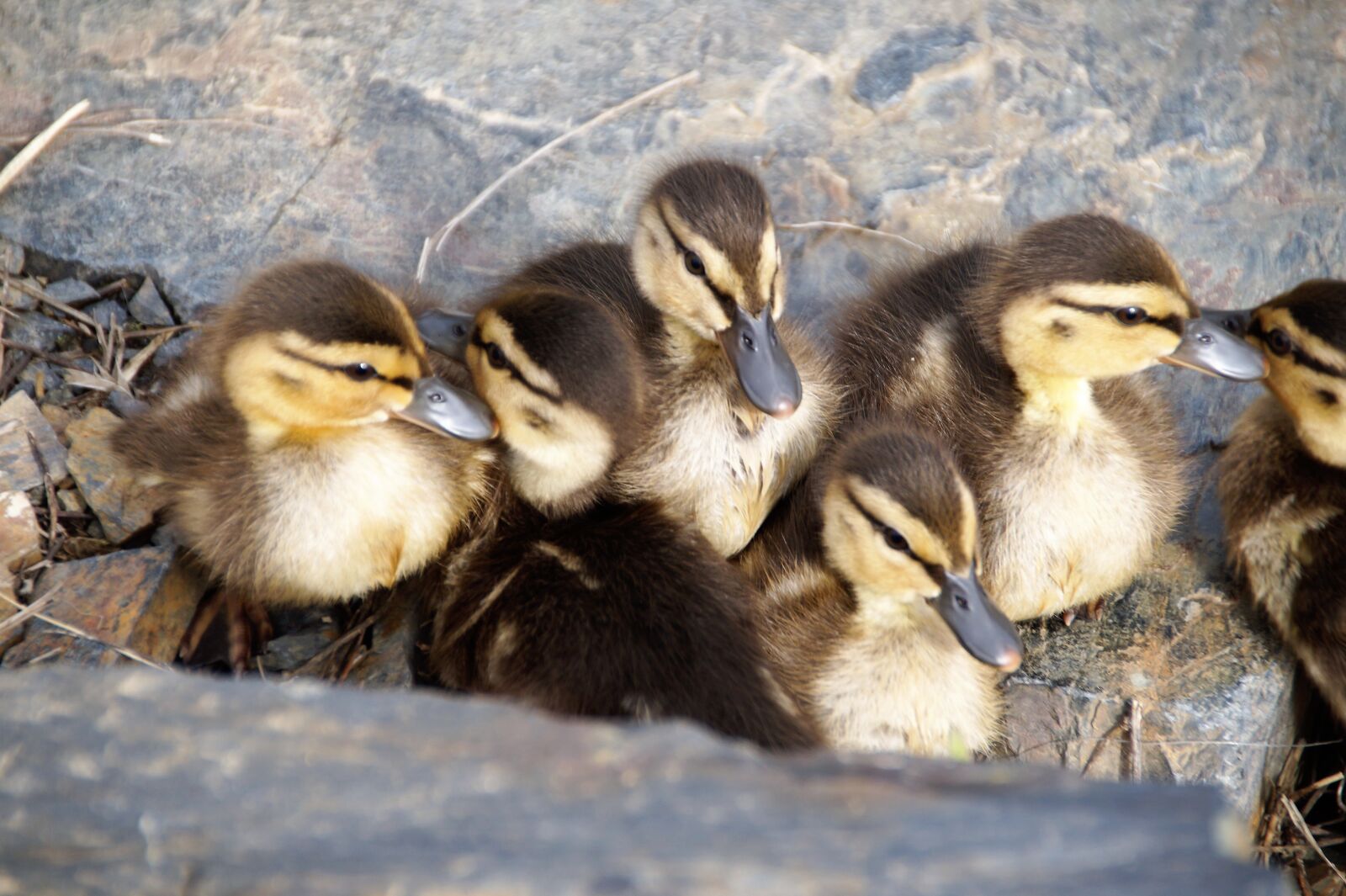 Sony SLT-A58 sample photo. Ducks, small, brood photography