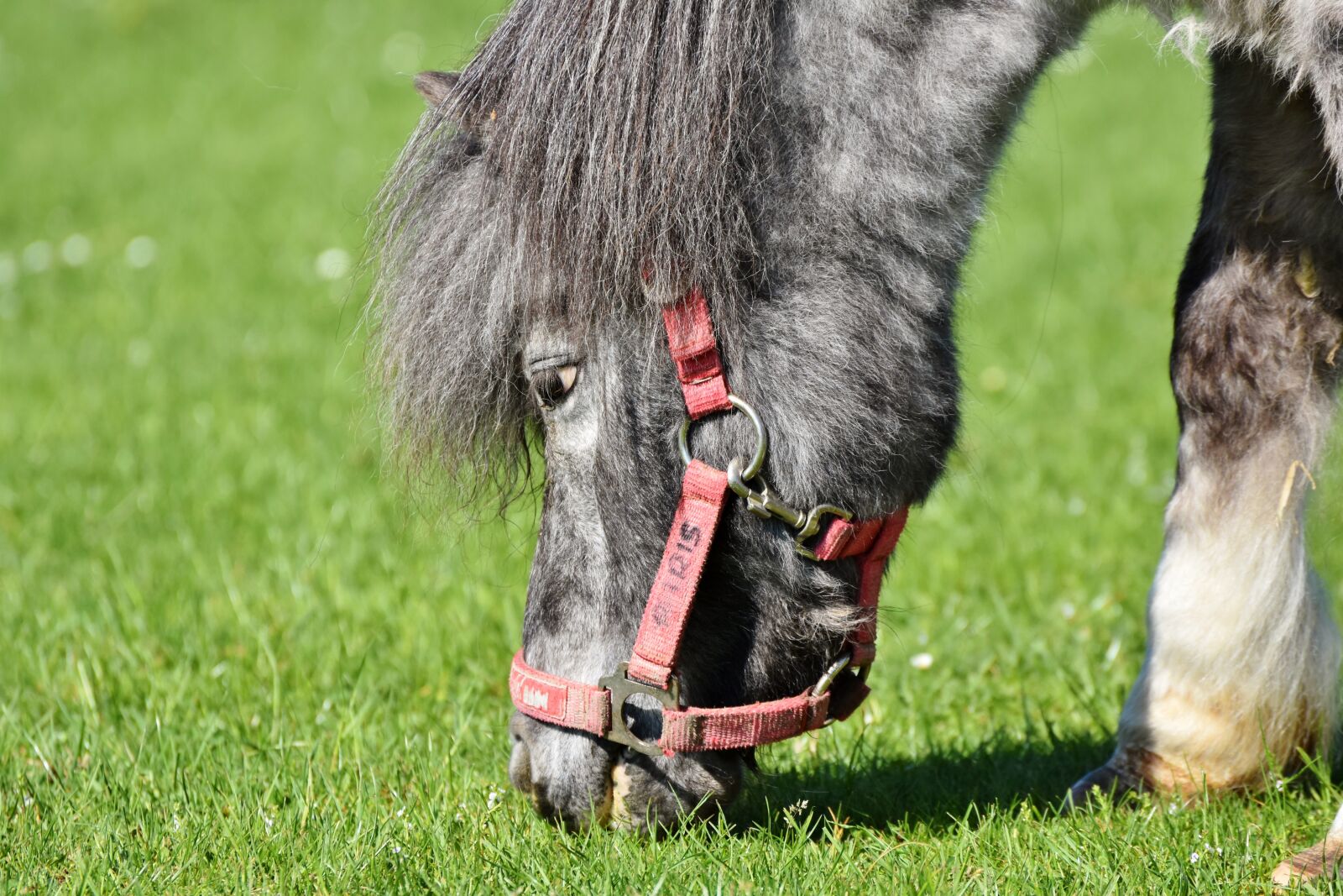 Nikon D7200 sample photo. Horse, pony, mane photography