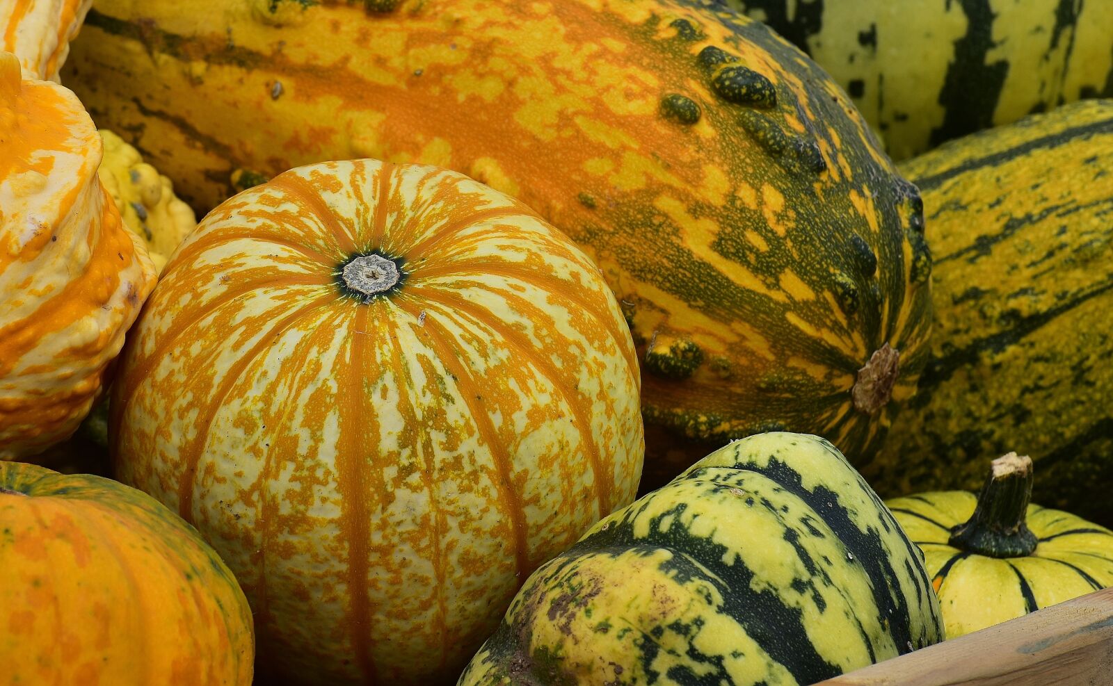 Nikon D7200 sample photo. Pumpkins, autumn, autumn decoration photography