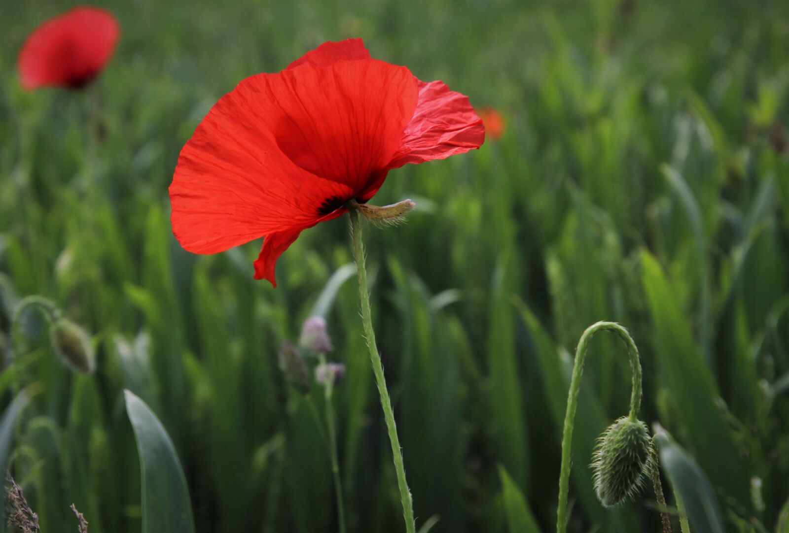 Canon EOS 80D sample photo. Poppy, red, meadow photography