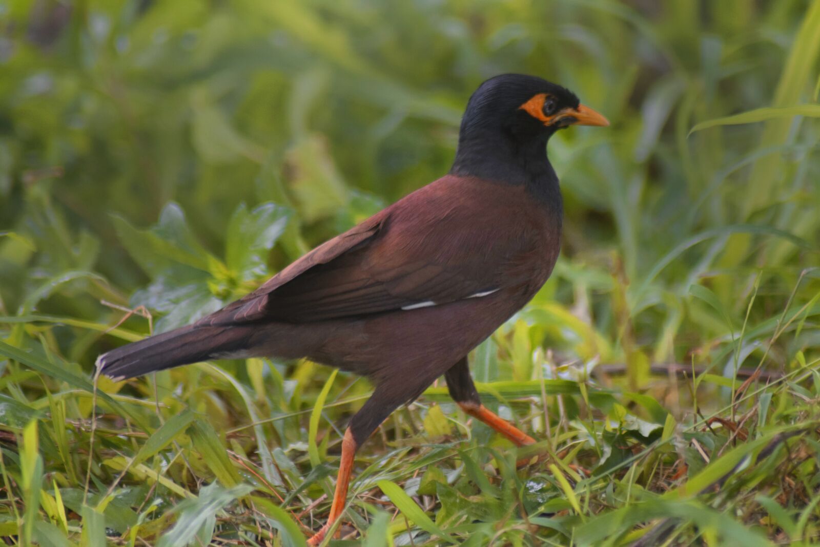 Nikon D3300 sample photo. Bird, nature, feather photography
