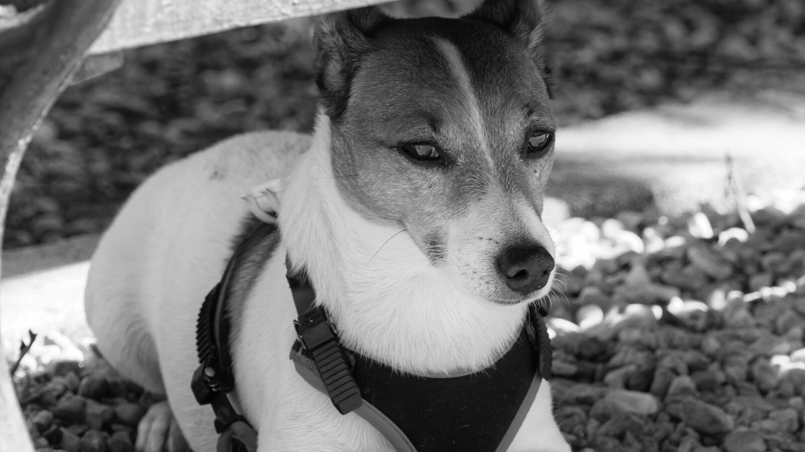 Nikon D5300 sample photo. Dog, pet, canine photography